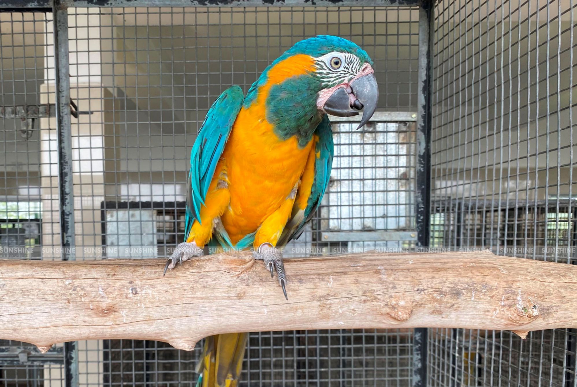 Our Breeds/ Macaws