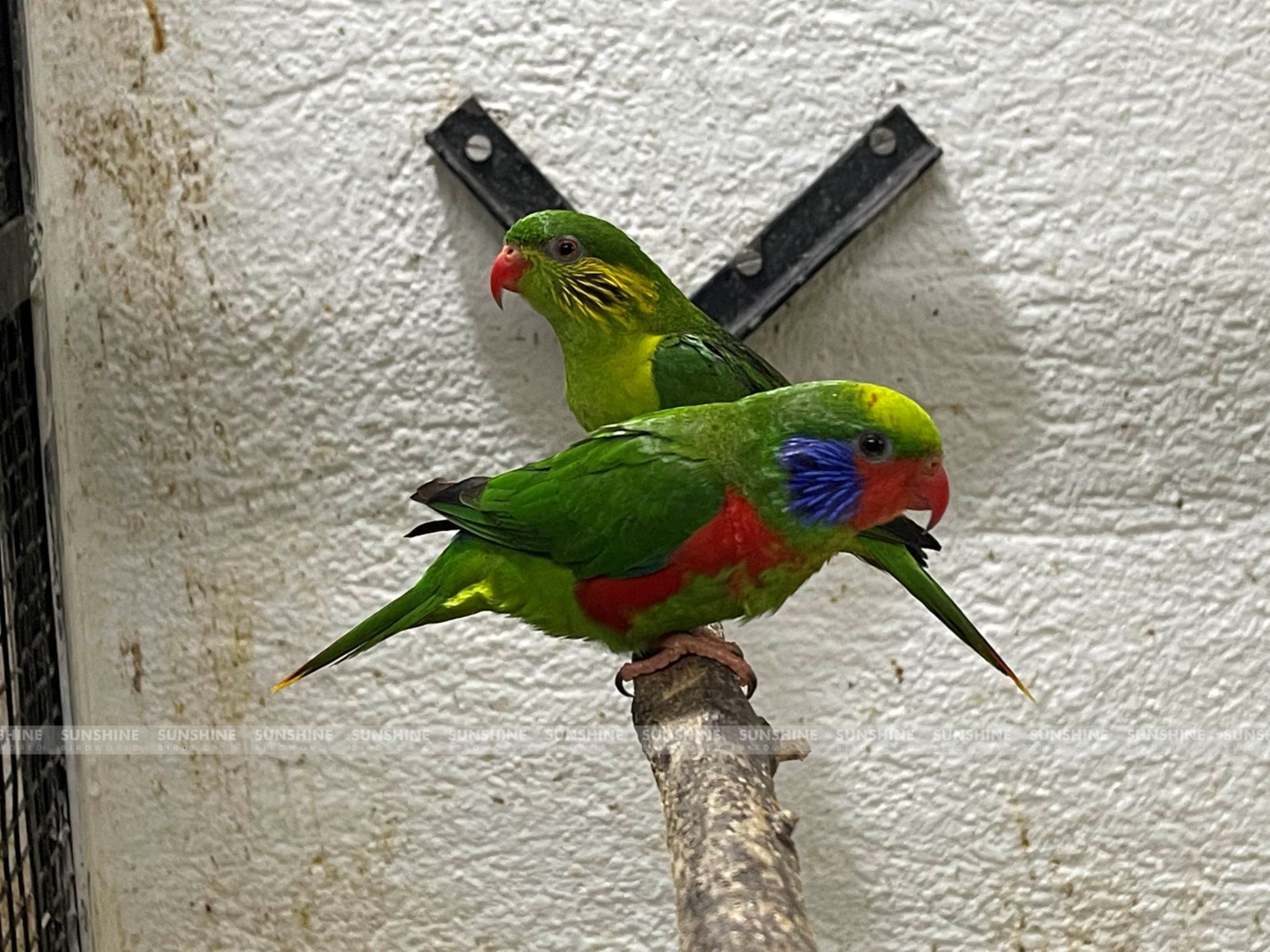 Our Breeds/ Lories, Lorikeets and Loriculus