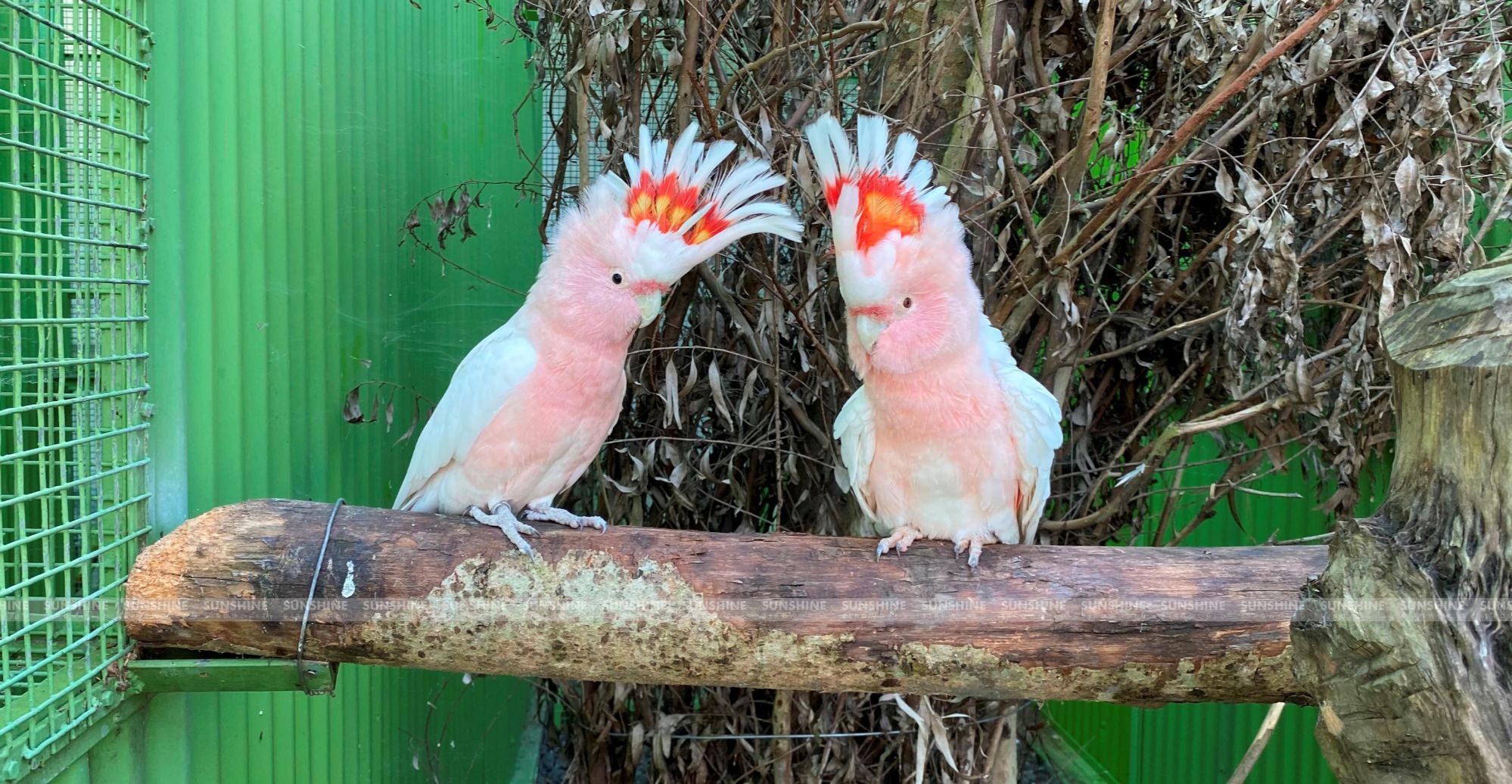 Our Breeds/ Cockatoos