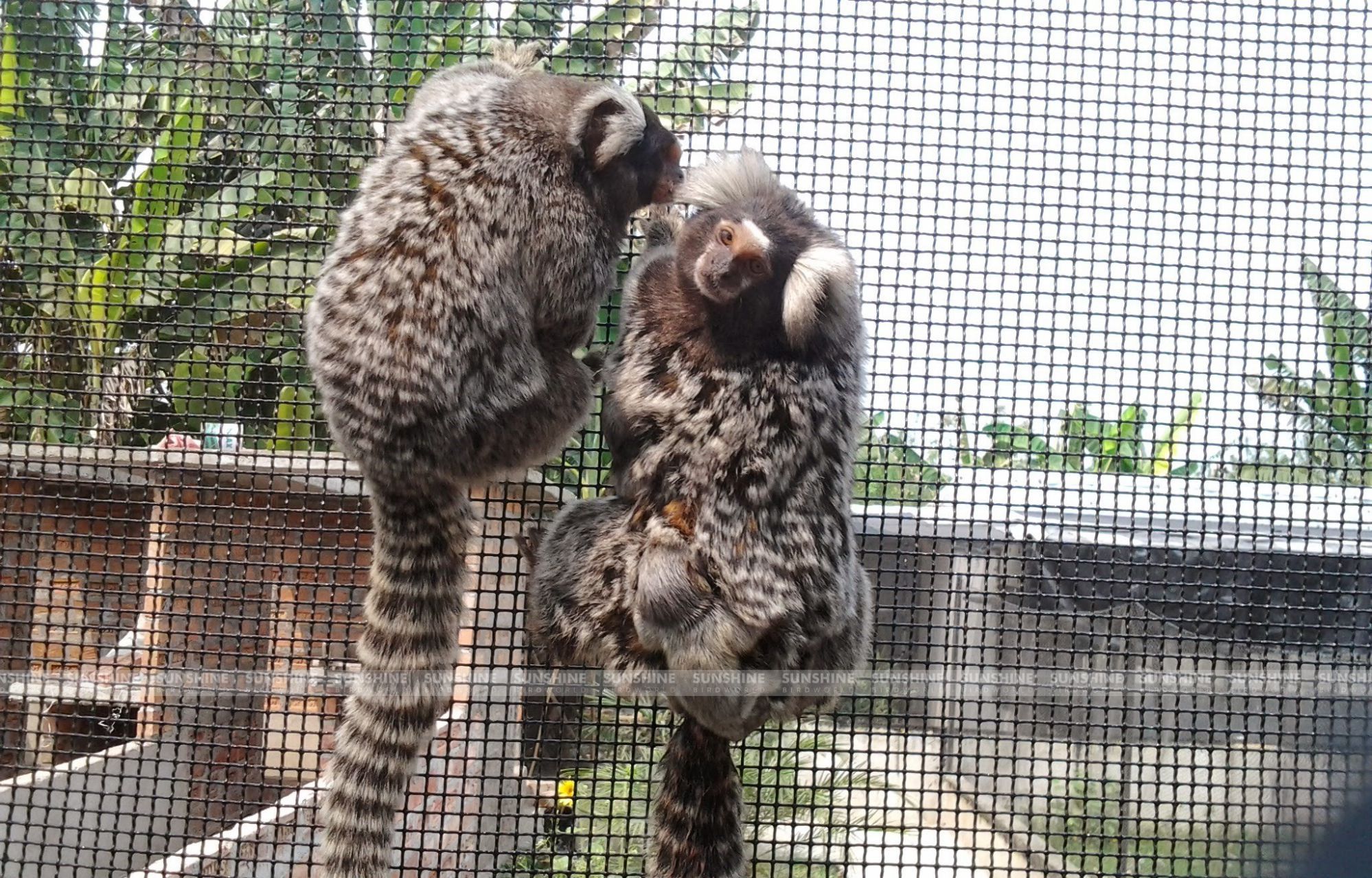 Our Breeds/ Primates