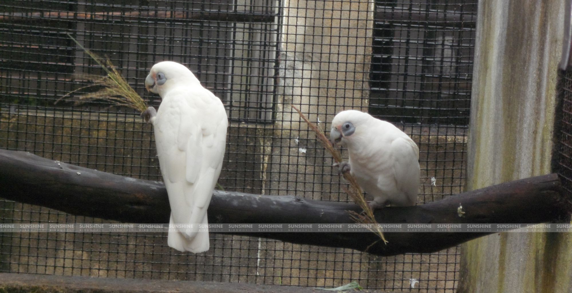 Our Breeds/ Cockatoos