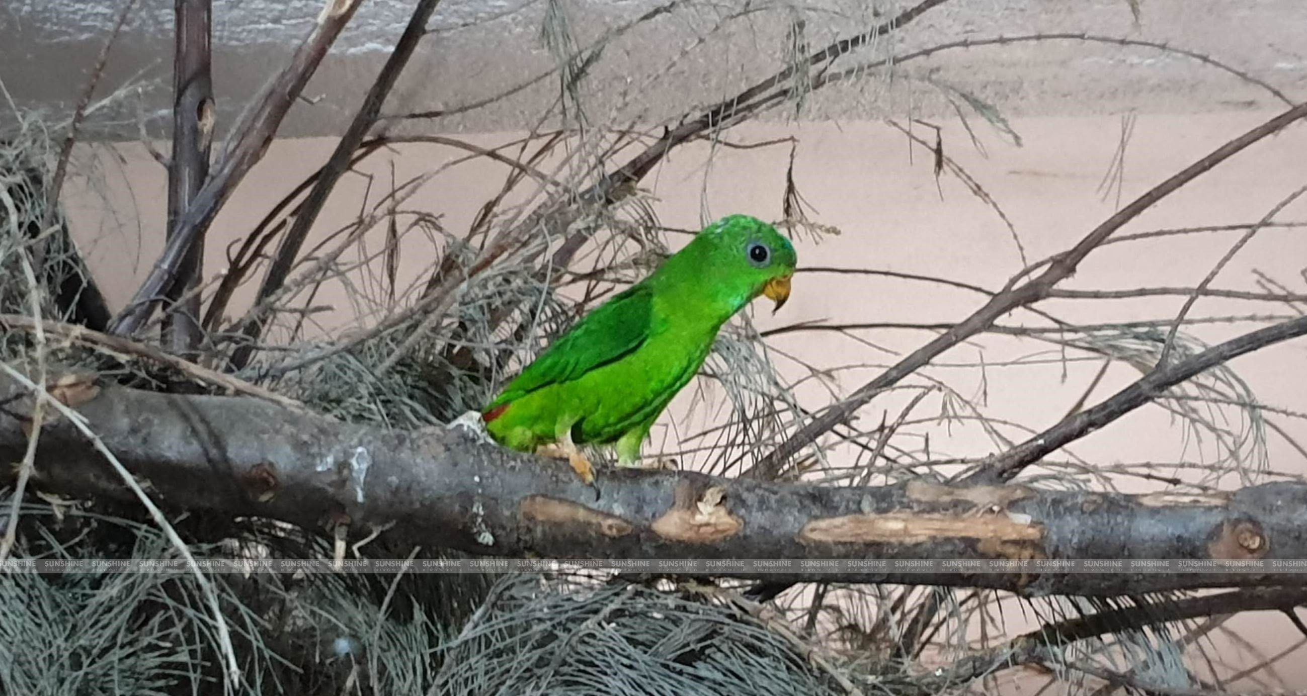 Our Breeds/ Lories, Lorikeets and Loriculus