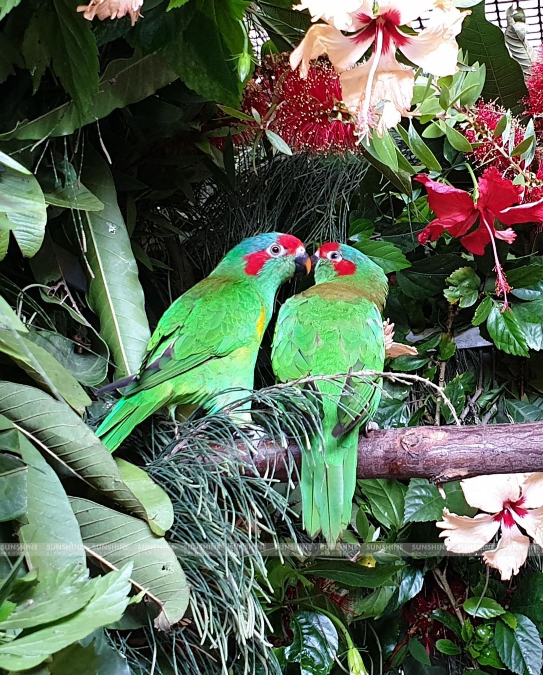 Our Breeds/ Lories, Lorikeets and Loriculus