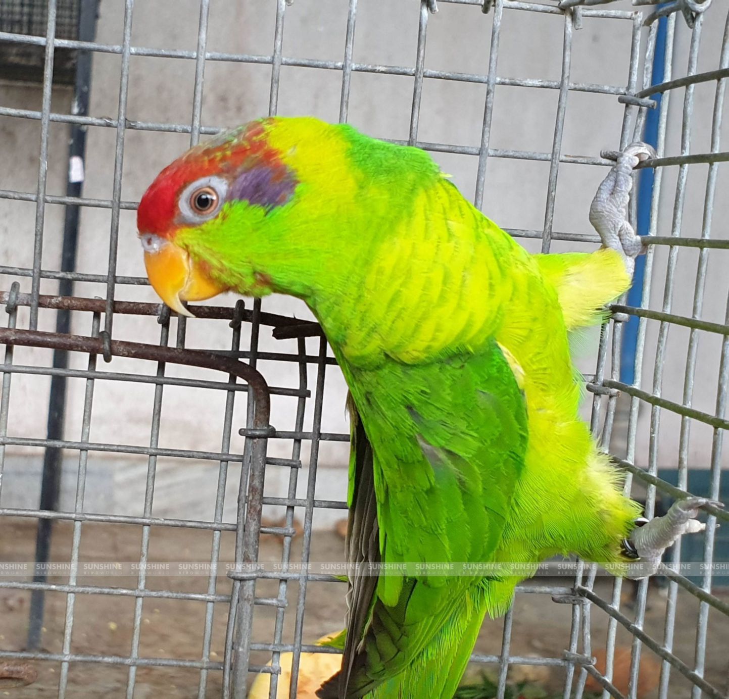 Our Breeds/ Lories, Lorikeets and Loriculus