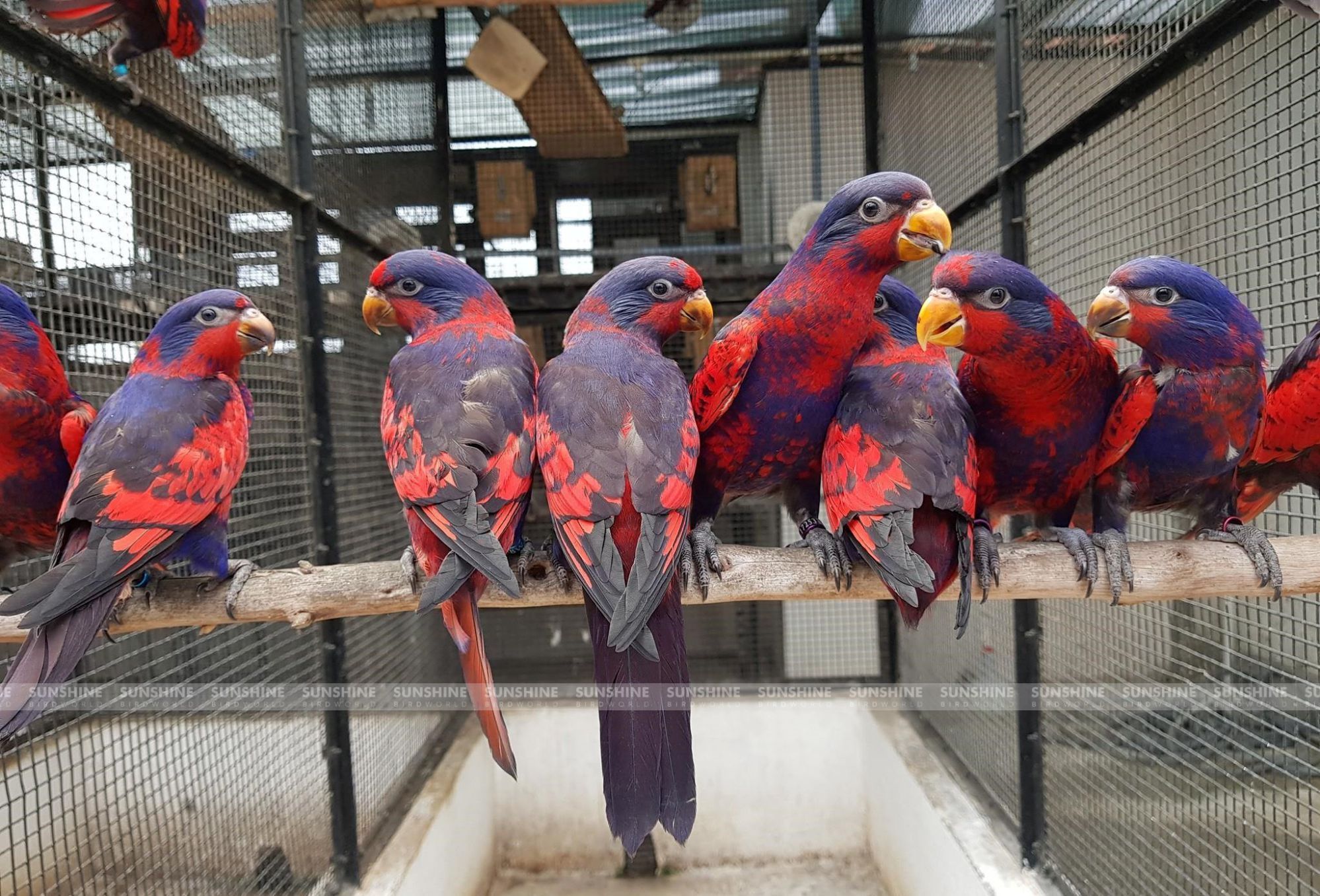 Our Breeds/ Lories, Lorikeets and Loriculus