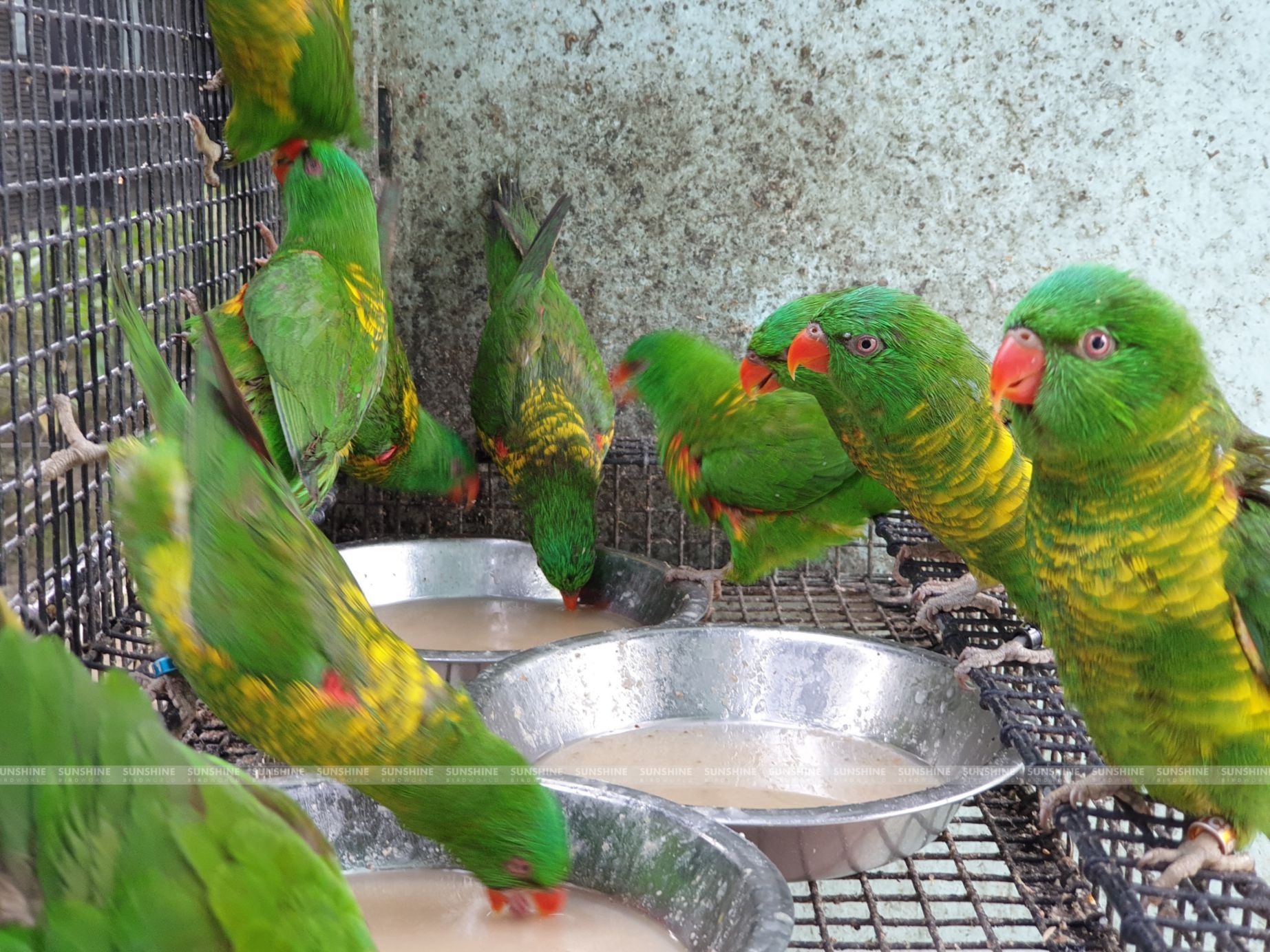 Our Breeds/ Lories, Lorikeets and Loriculus