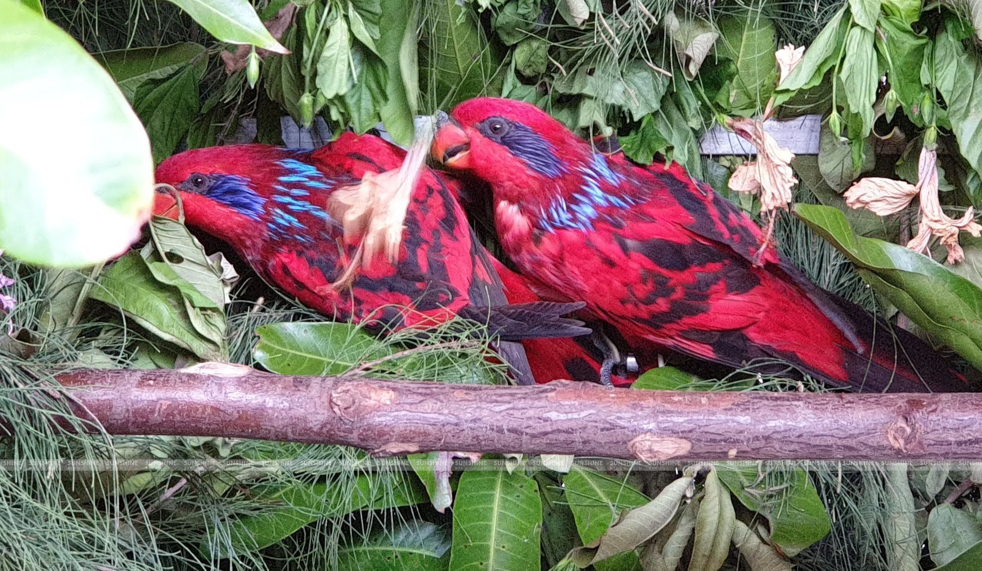 Our Breeds/ Lories, Lorikeets and Loriculus