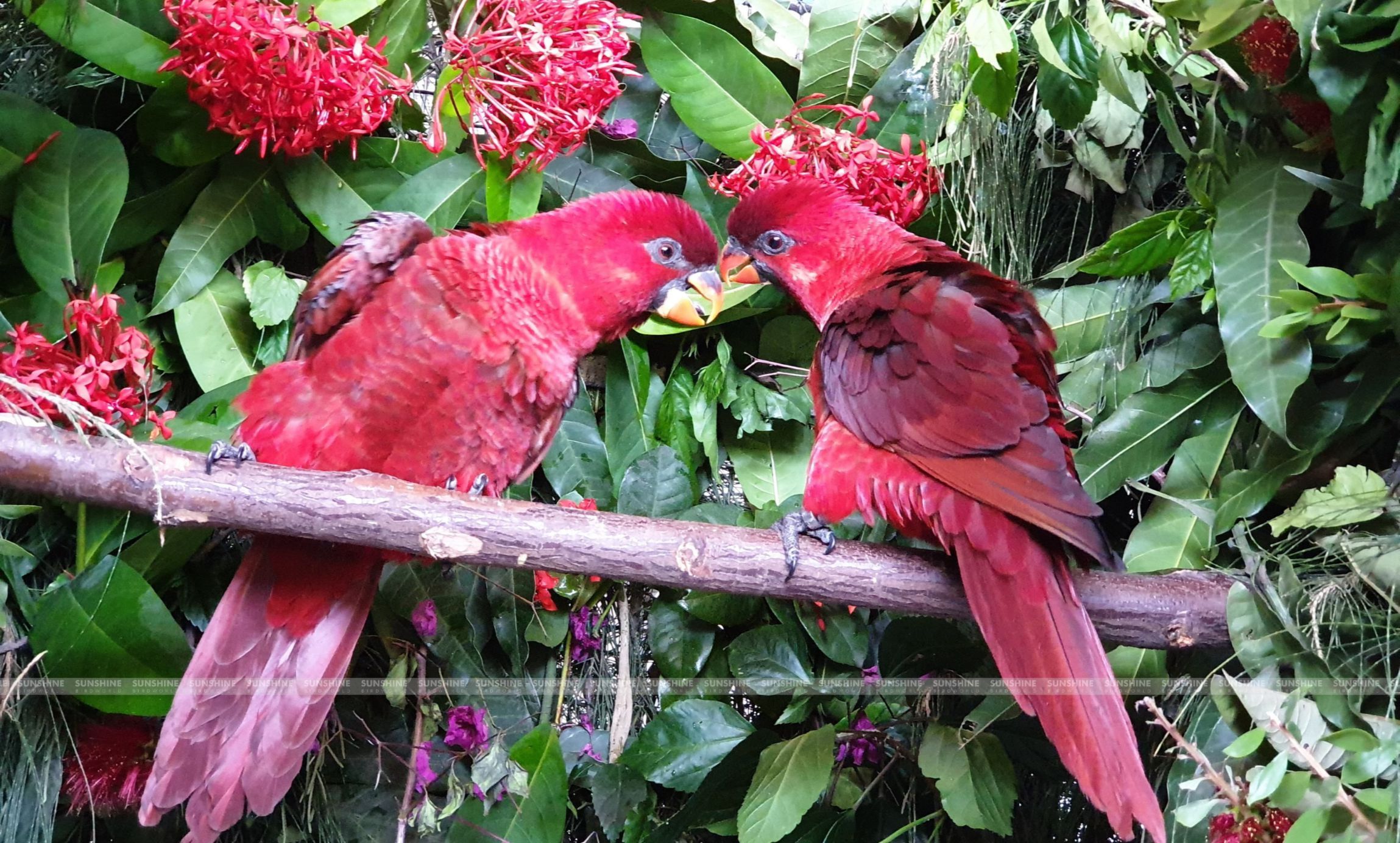 Our Breeds/ Lories, Lorikeets and Loriculus