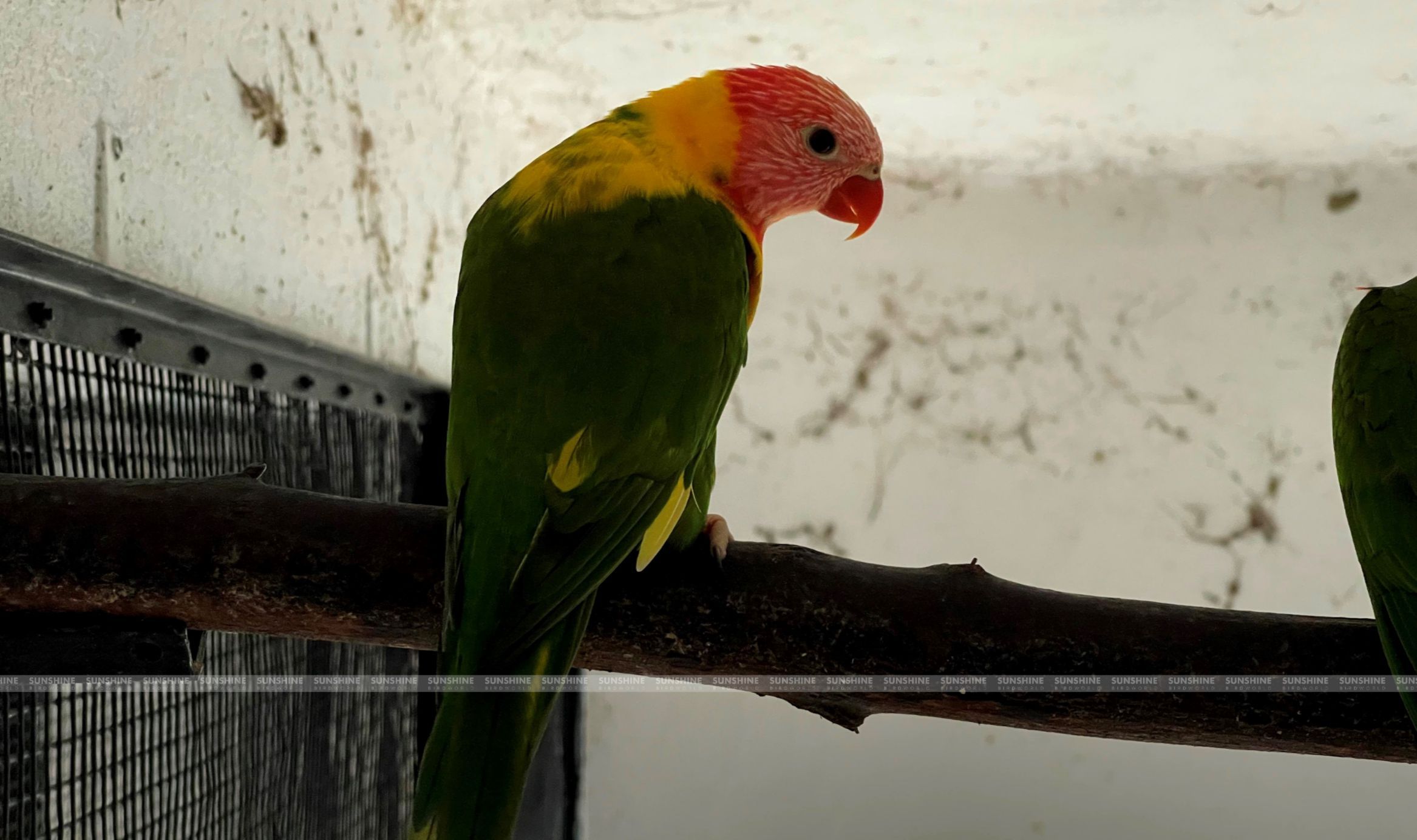 Our Breeds/ Lories, Lorikeets and Loriculus