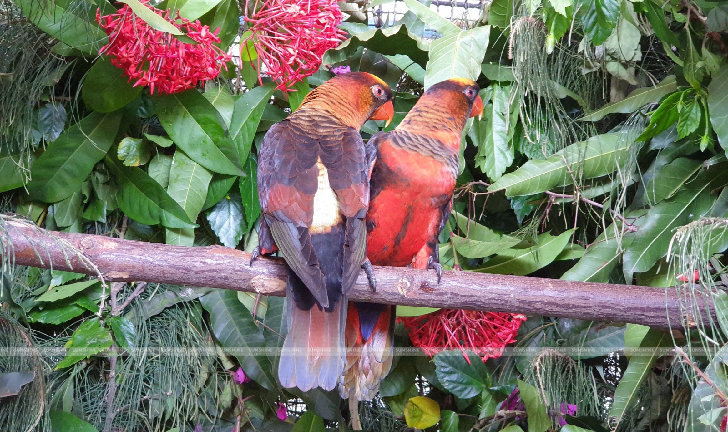 Our Breeds/ Lories, Lorikeets and Loriculus