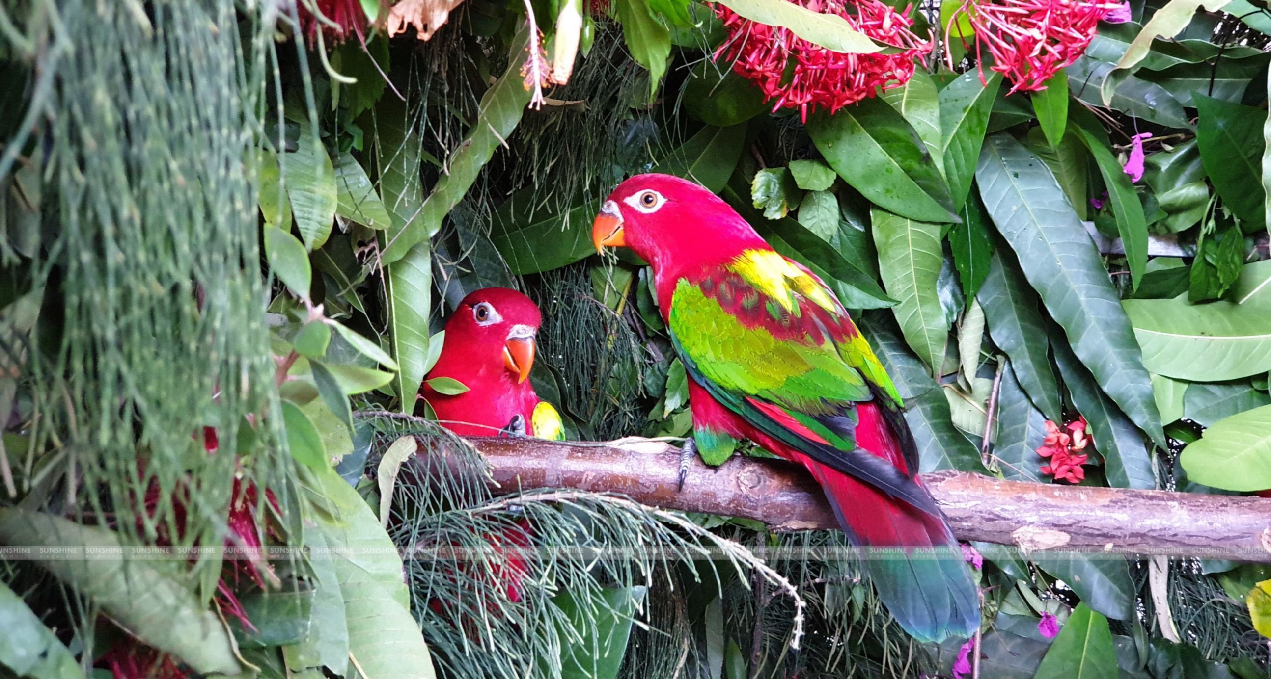 Our Breeds/ Lories, Lorikeets and Loriculus