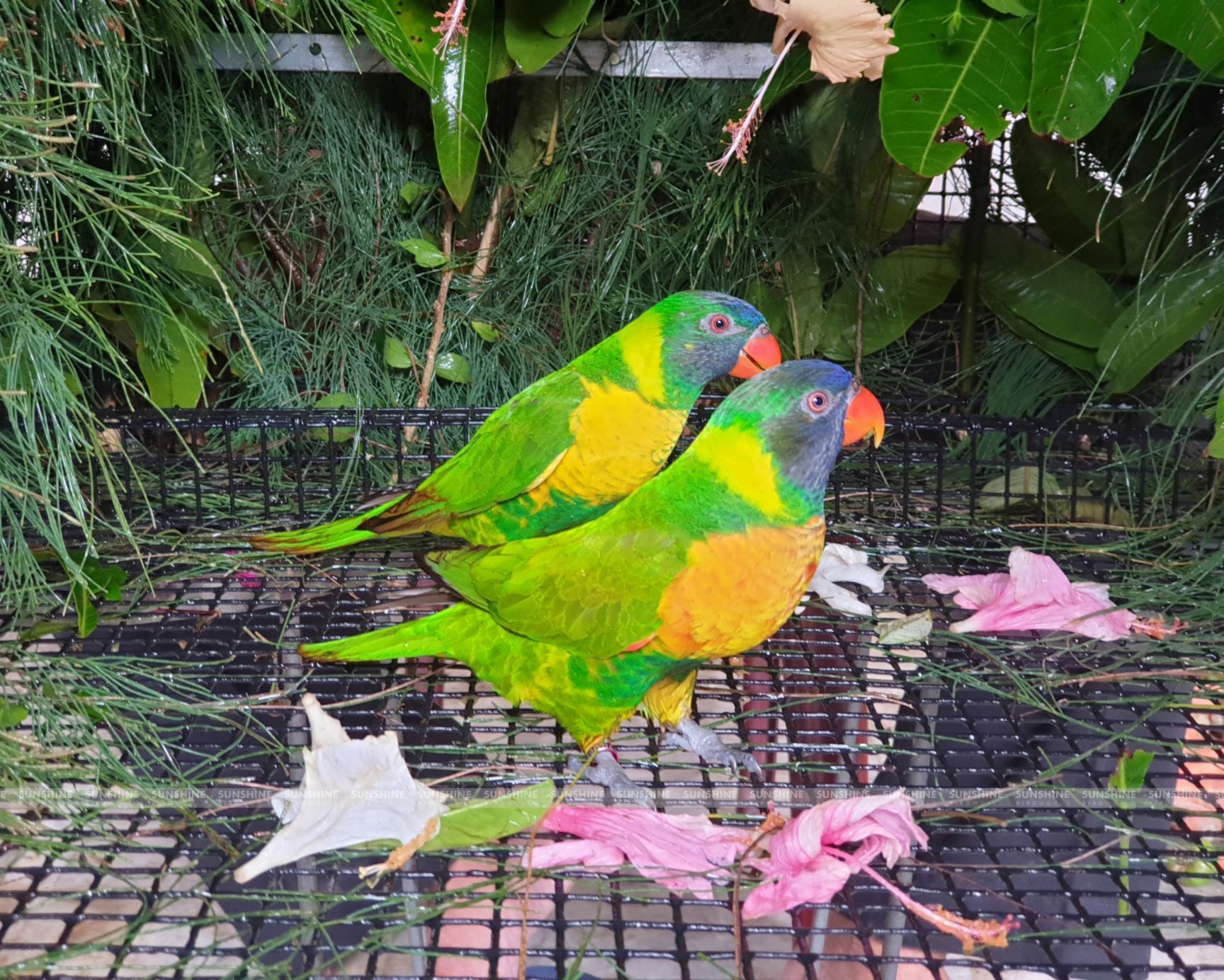 Our Breeds/ Lories, Lorikeets and Loriculus