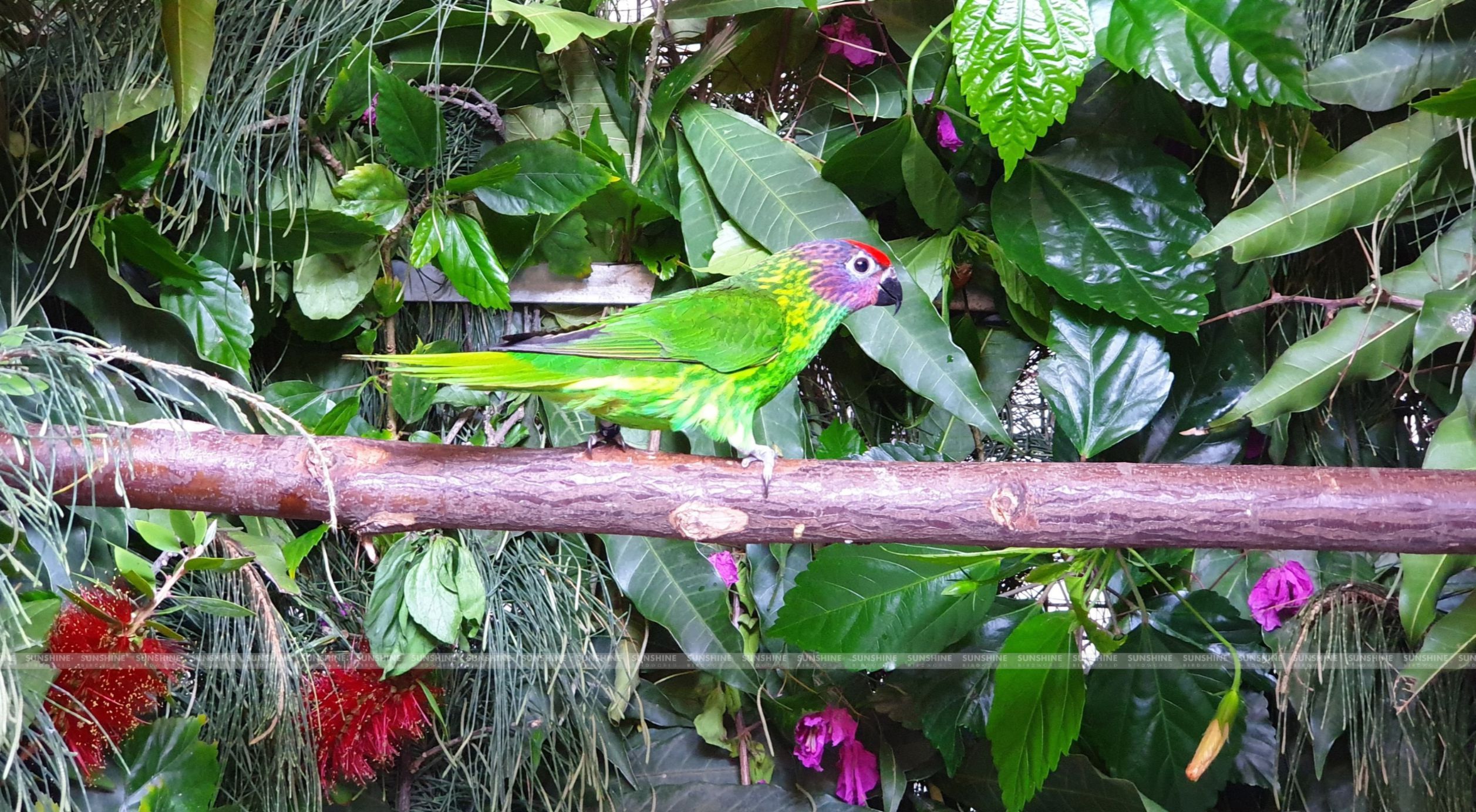 Our Breeds/ Lories, Lorikeets and Loriculus