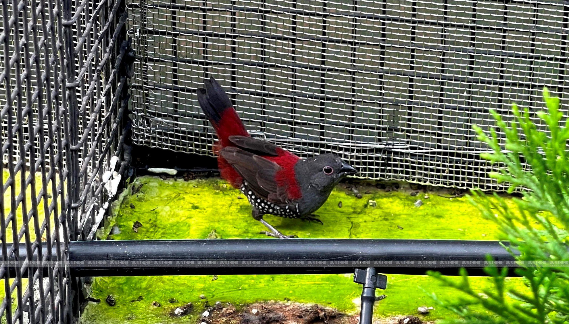 Our Breeds/ Finches