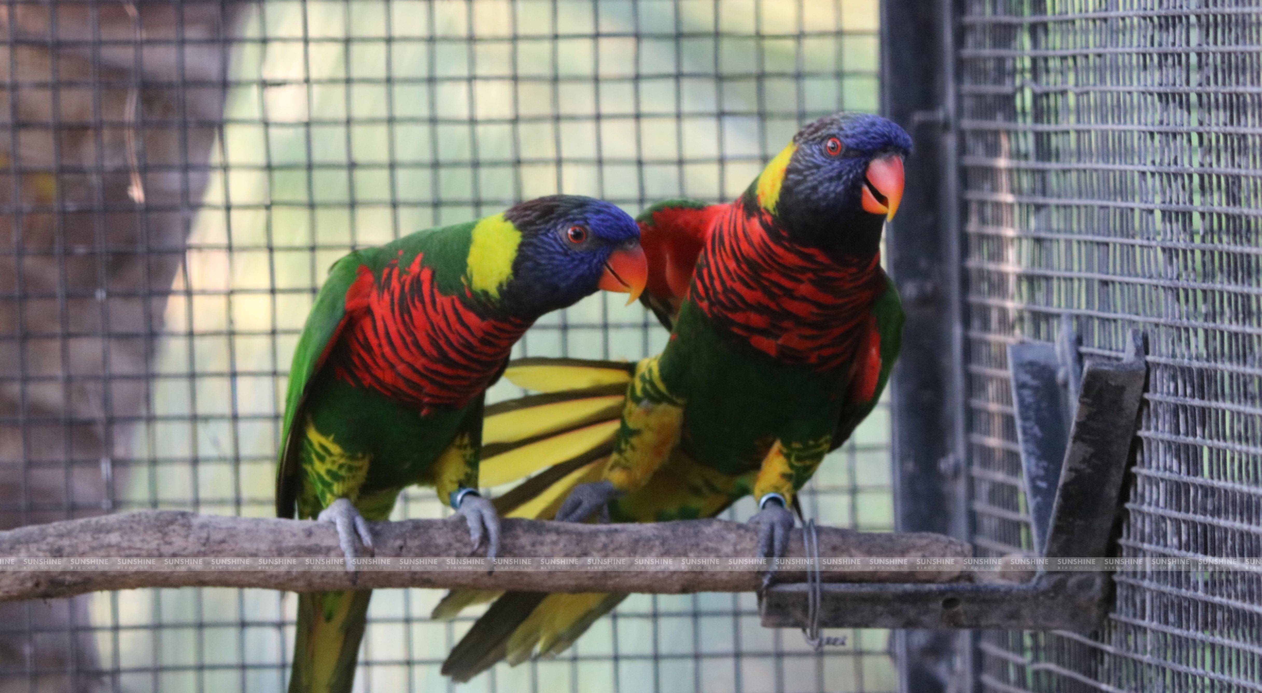 Our Breeds/ Lories, Lorikeets and Loriculus