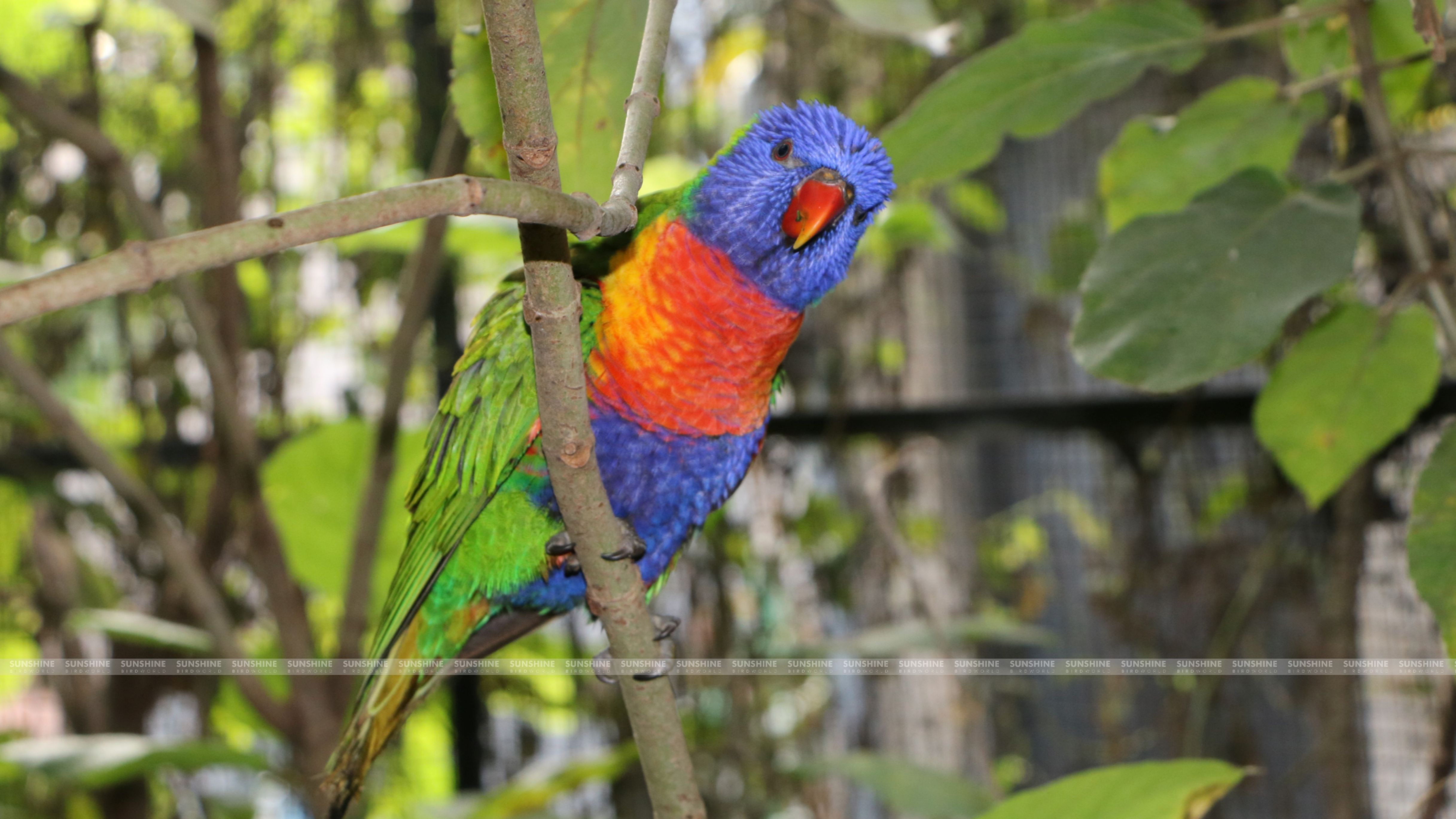 Our Breeds/ Lories, Lorikeets and Loriculus