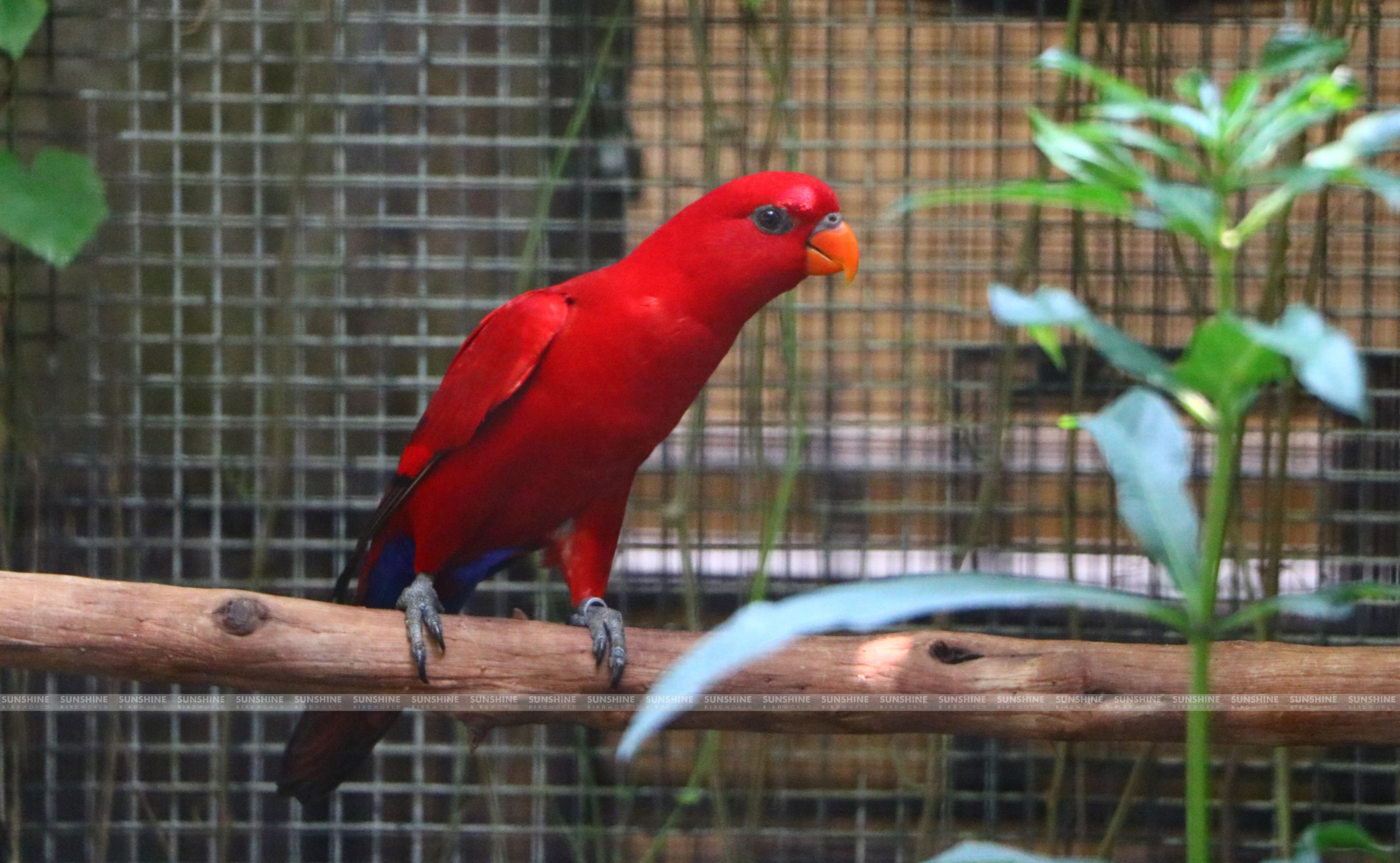 Our Breeds/ Lories, Lorikeets and Loriculus