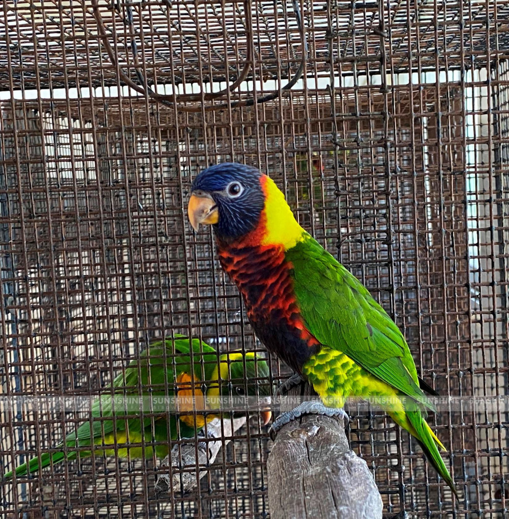 Our Breeds/ Lories, Lorikeets and Loriculus