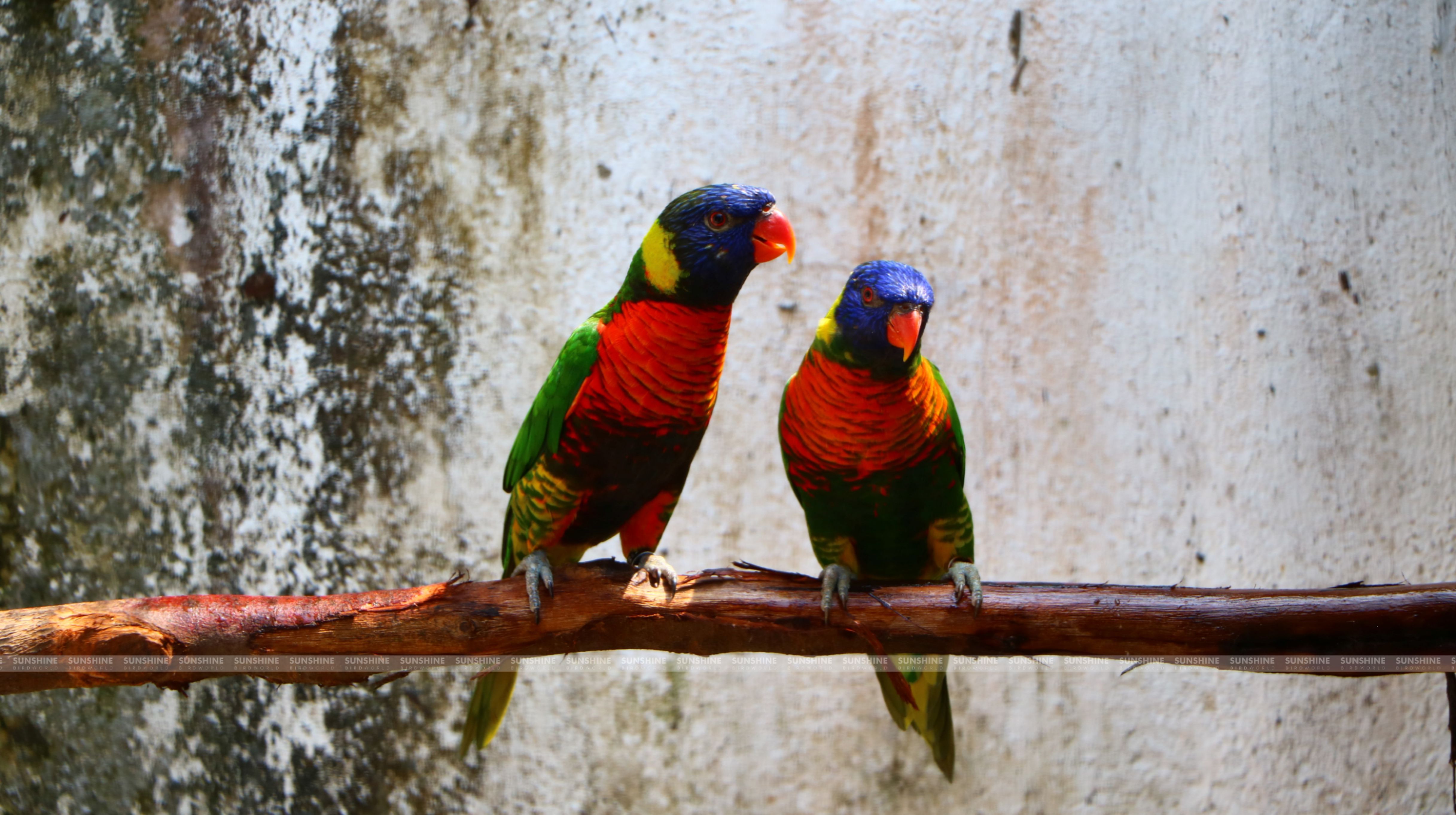 Our Breeds/ Lories, Lorikeets and Loriculus