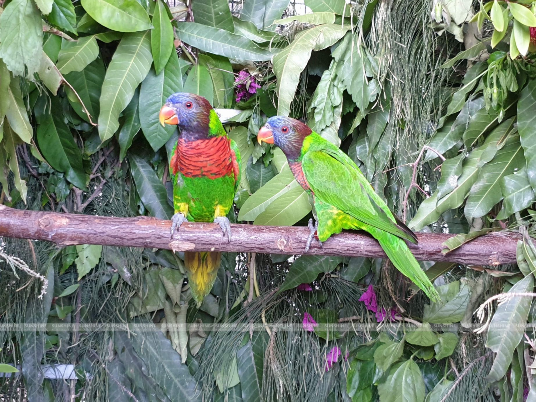 Our Breeds/ Lories, Lorikeets and Loriculus