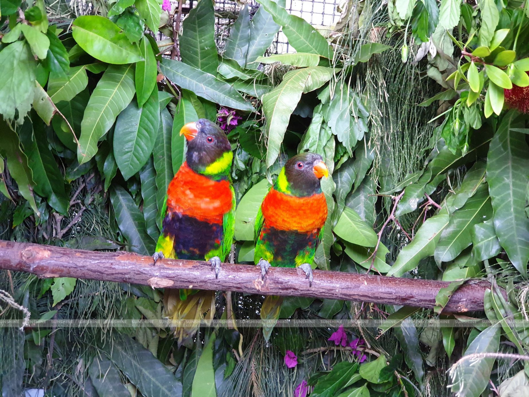 Our Breeds/ Lories, Lorikeets and Loriculus