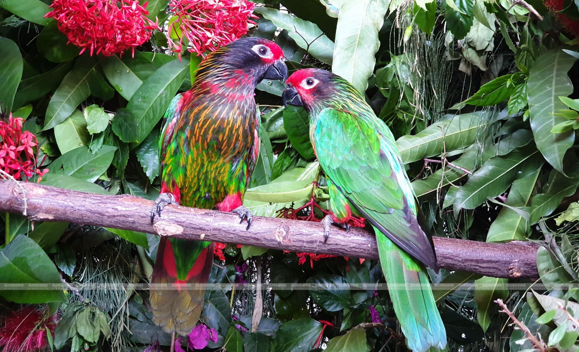Our Breeds/ Lories, Lorikeets and Loriculus