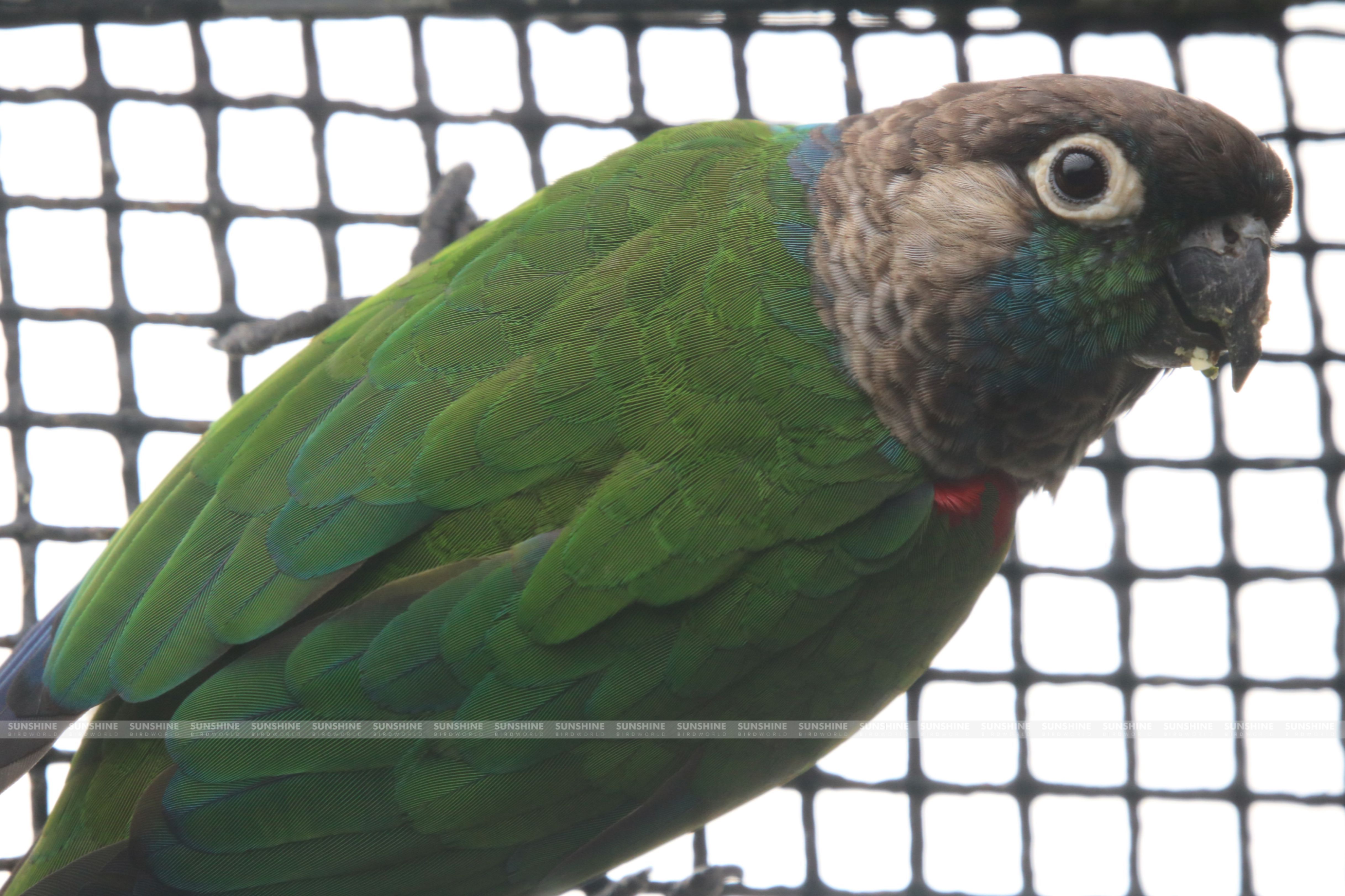 Our Breeds/ Conures