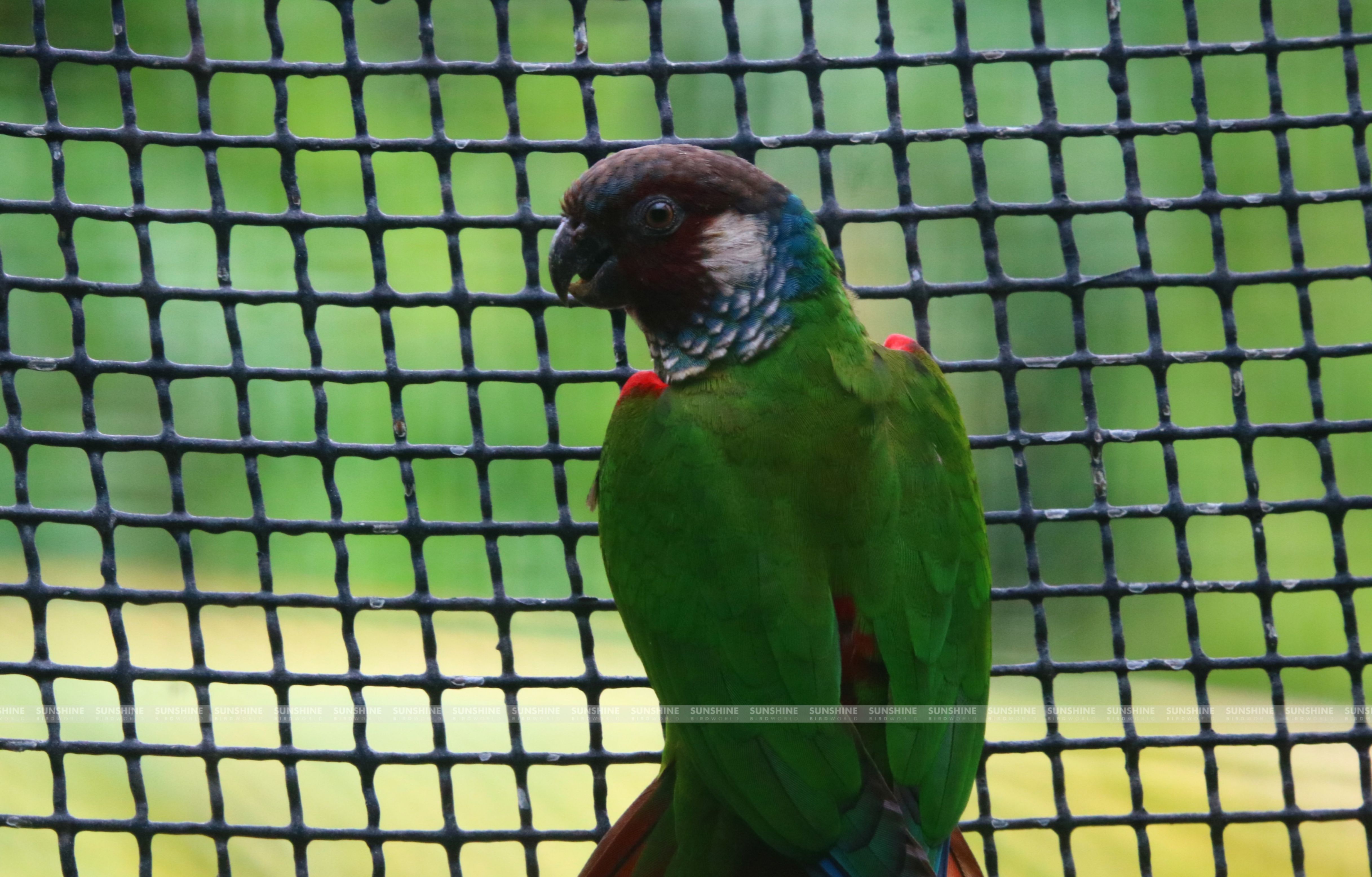 Our Breeds/ Conures