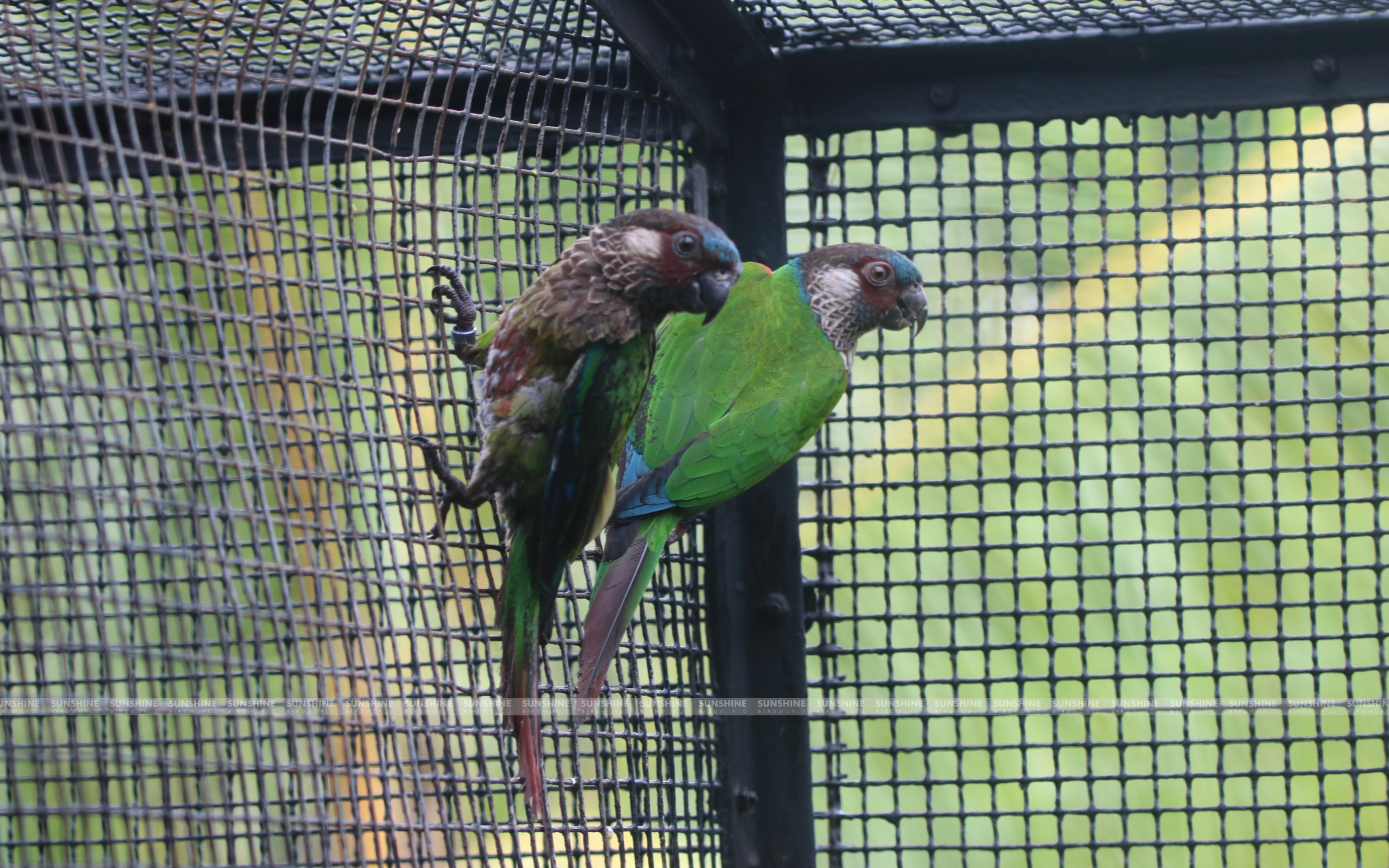 Our Breeds/ Conures