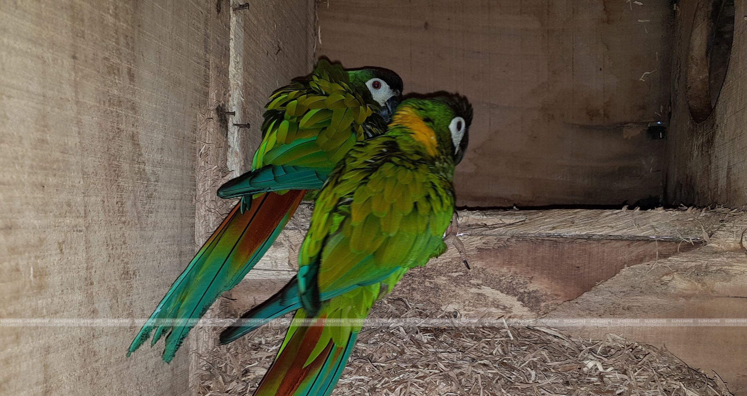 Our Breeds/ Macaws
