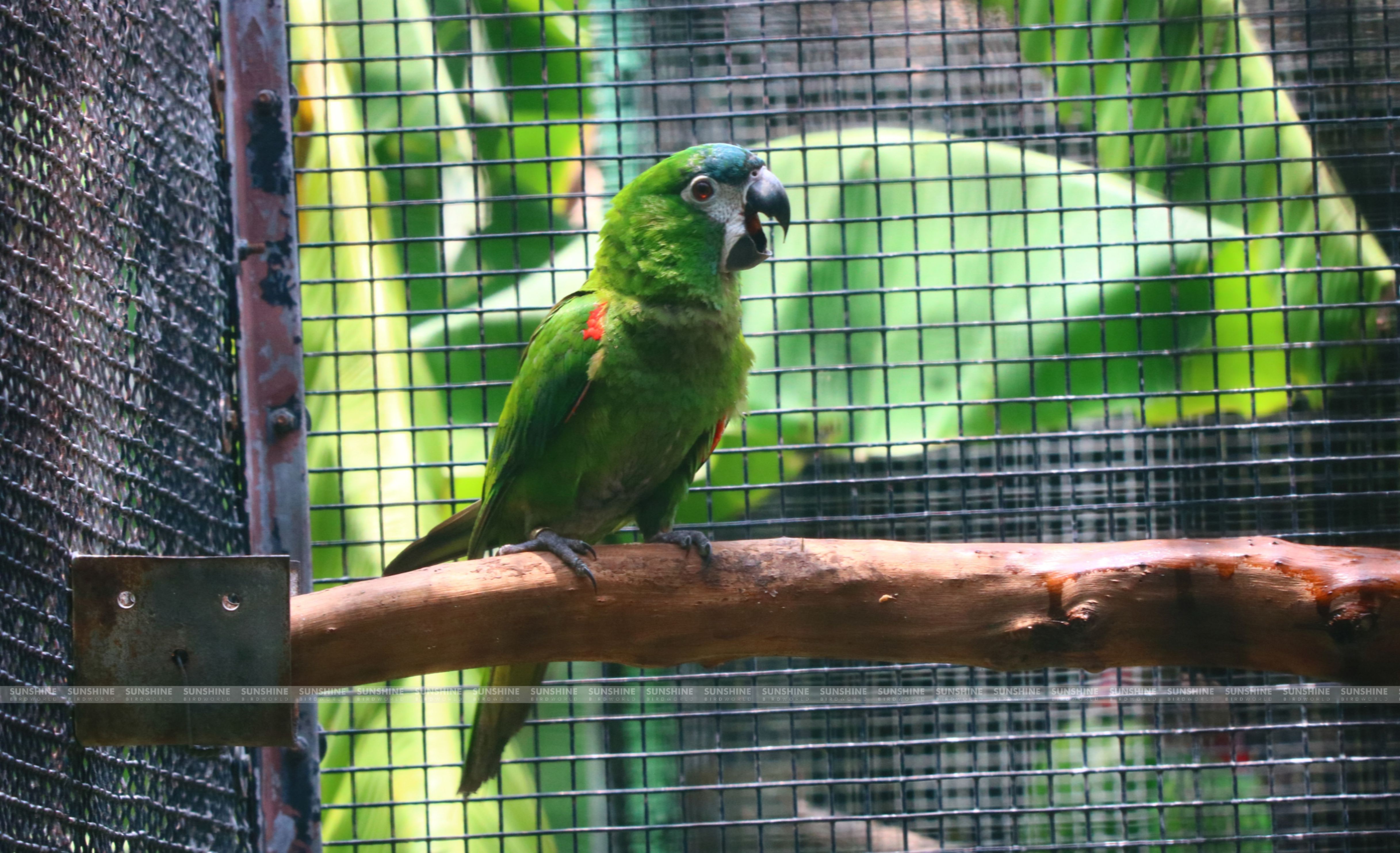 Our Breeds/ Macaws