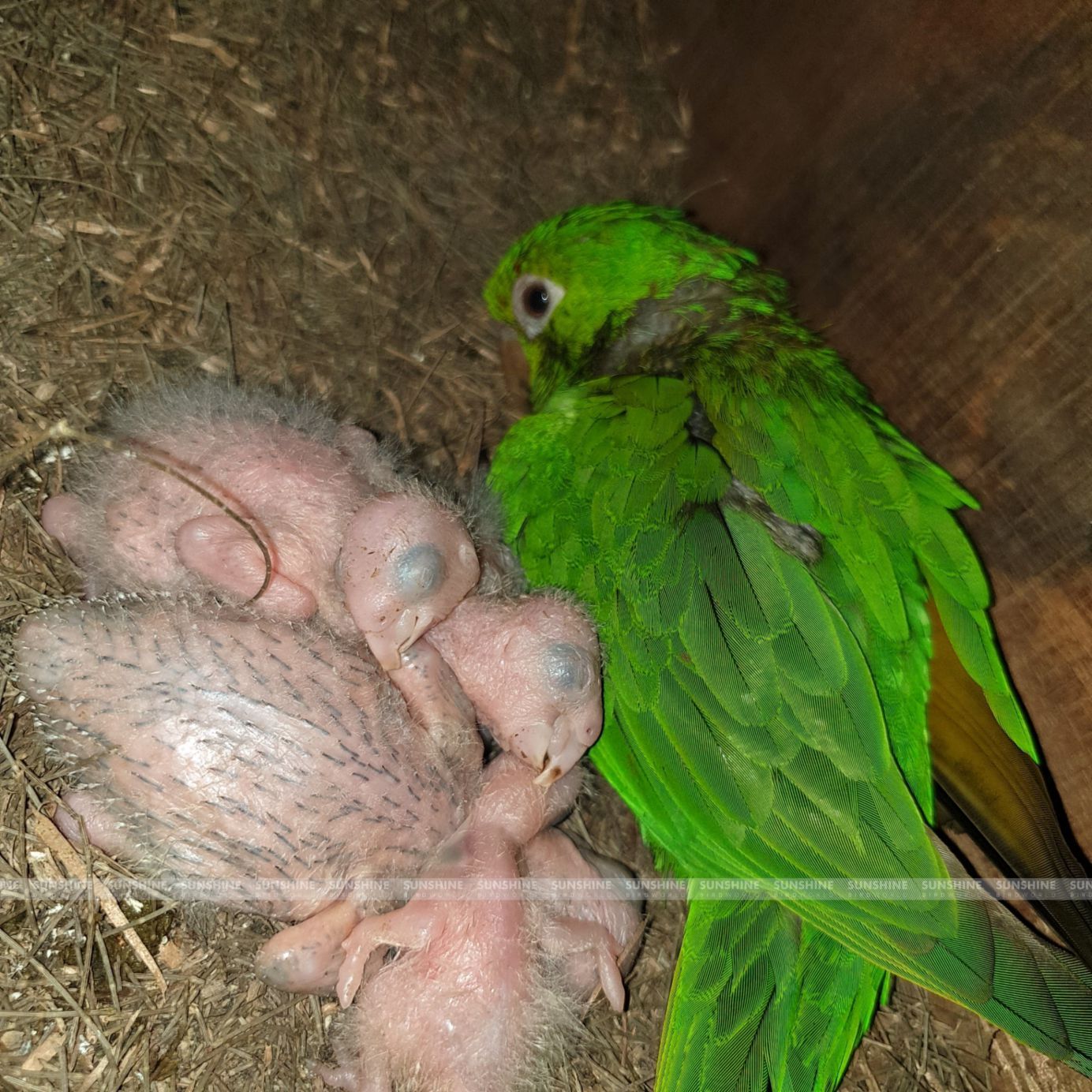 Our Breeds/ Conures