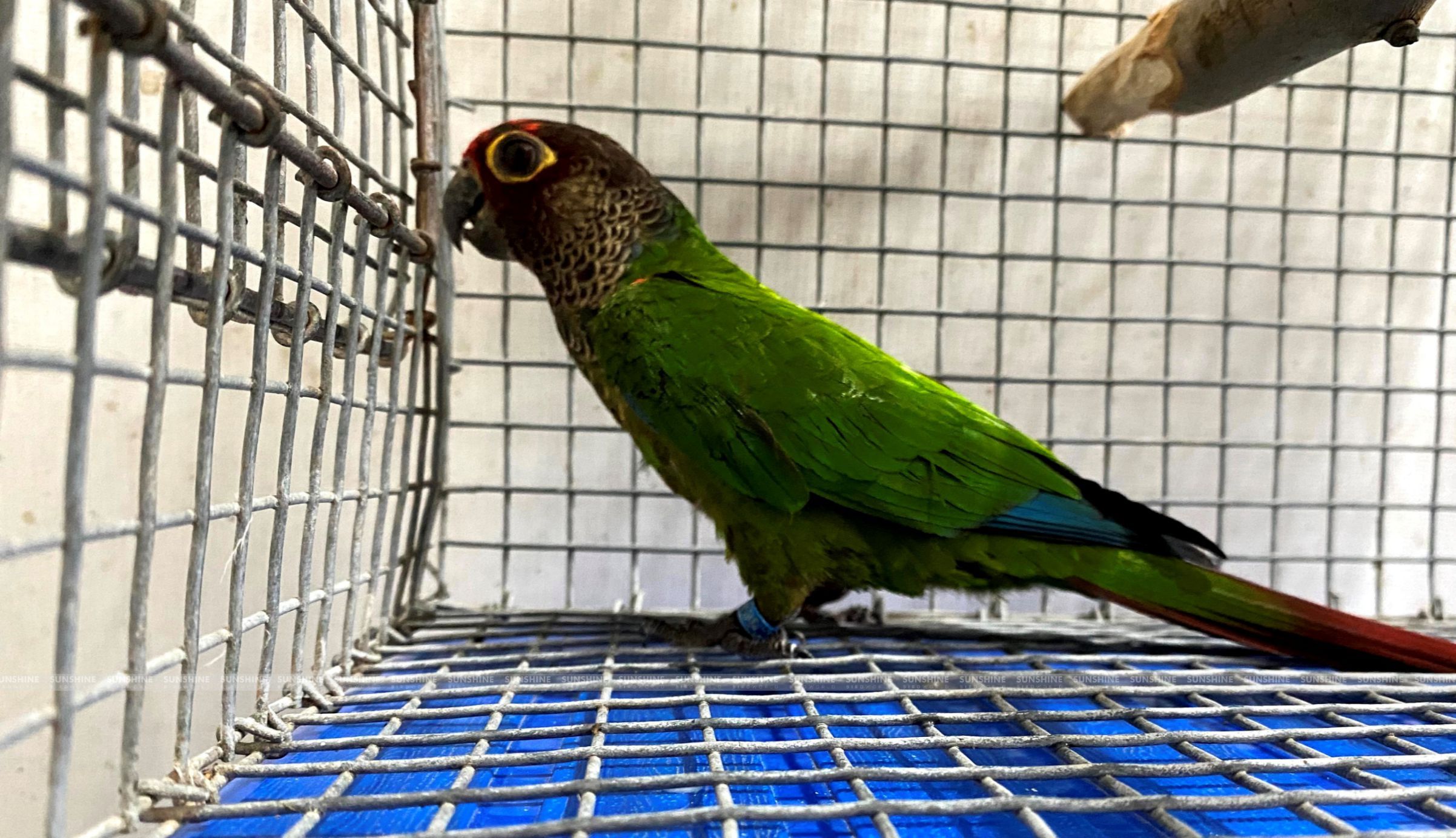 Our Breeds/ Conures