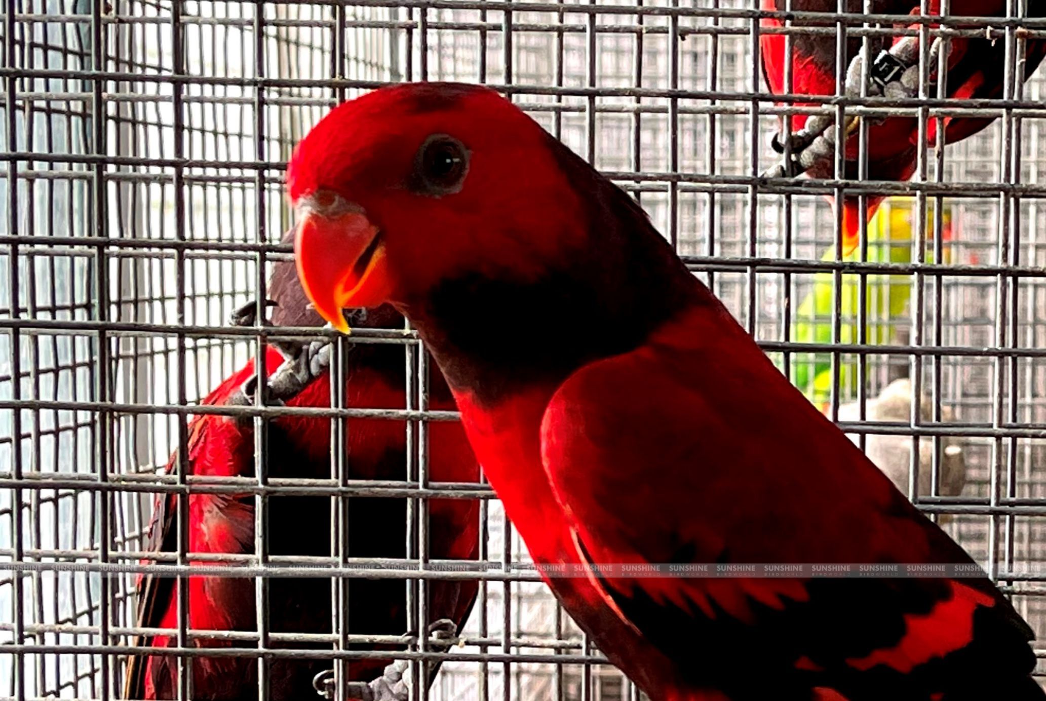 Our Breeds/ Lories, Lorikeets and Loriculus