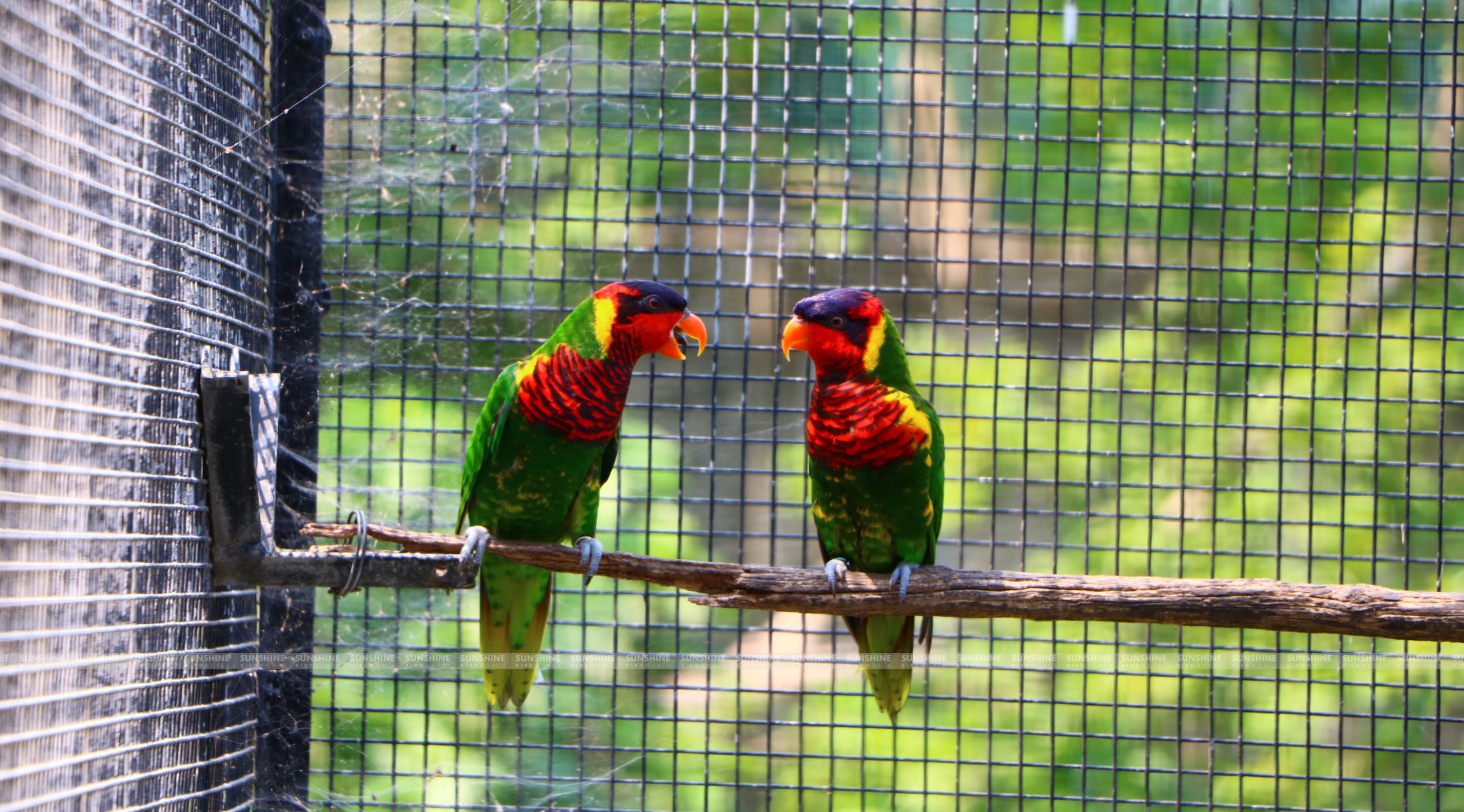 Our Breeds/ Lories, Lorikeets and Loriculus