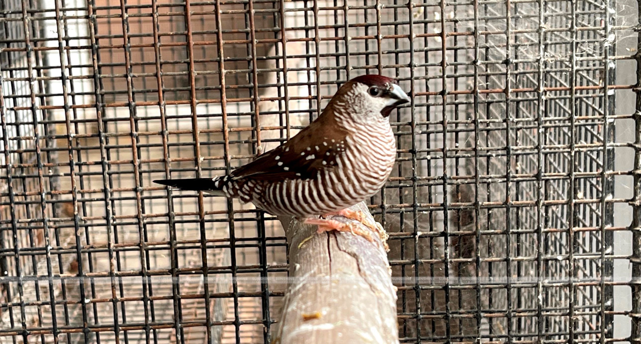 Our Breeds/ Finches