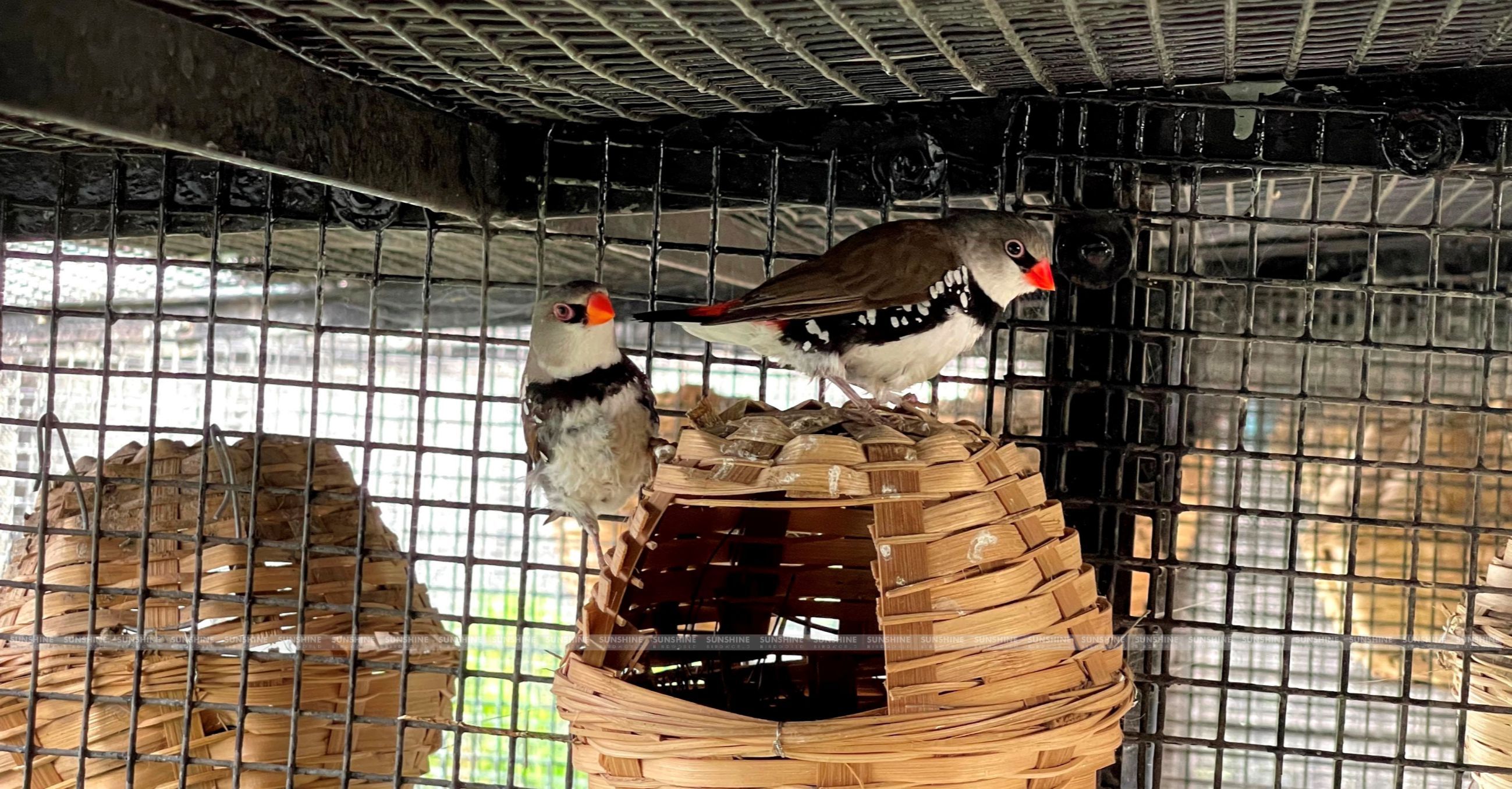 Our Breeds/ Finches