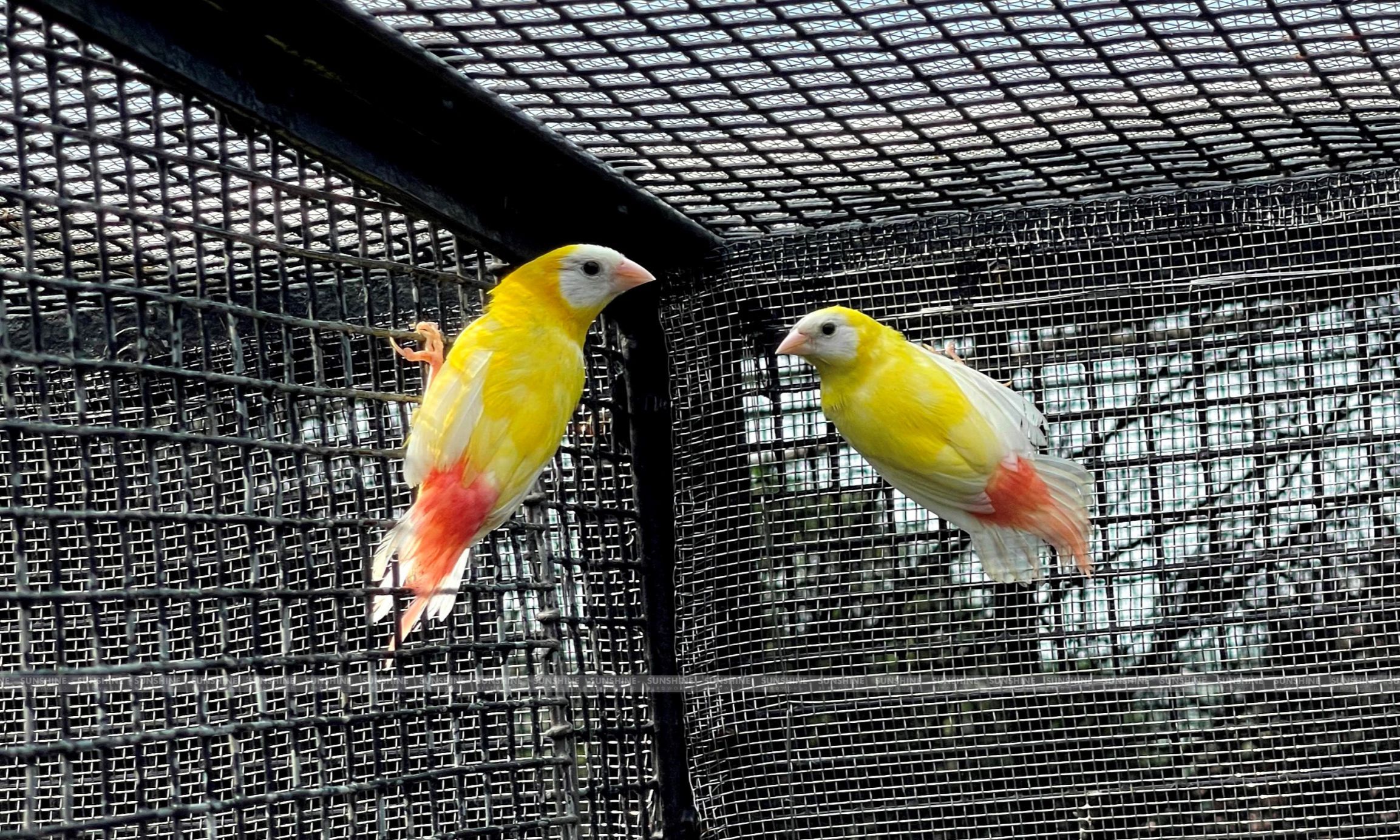 Our Breeds/ Finches