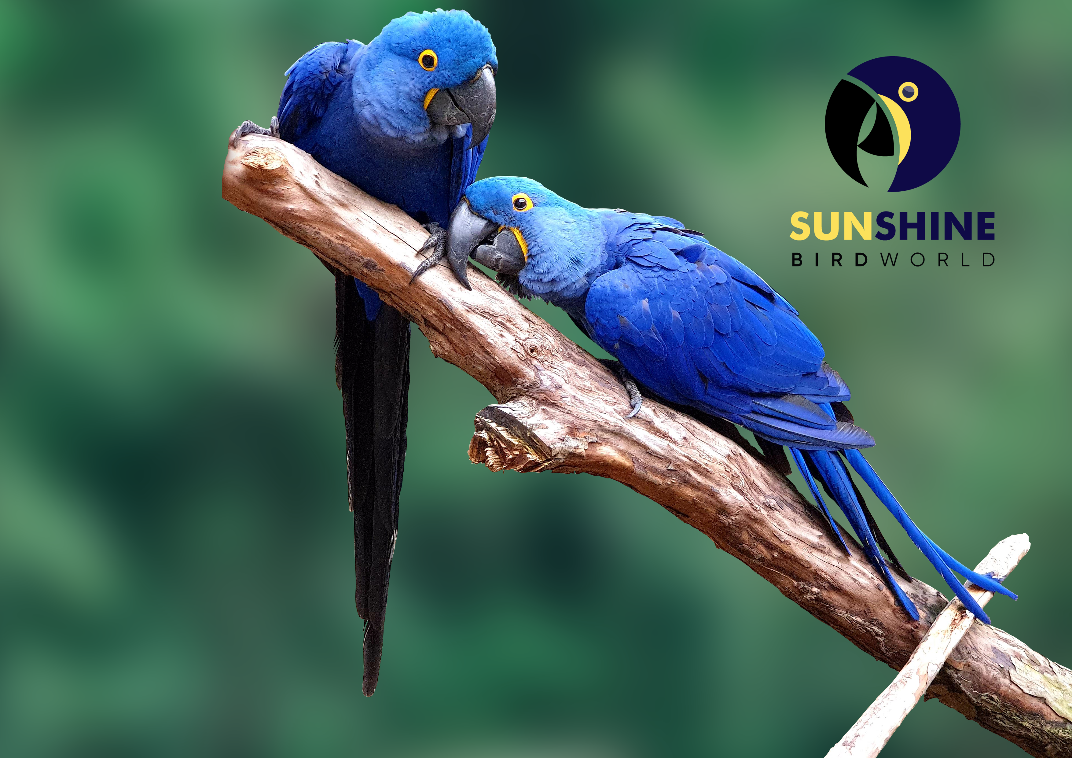 Hyacinth Macaw | To Save Animals