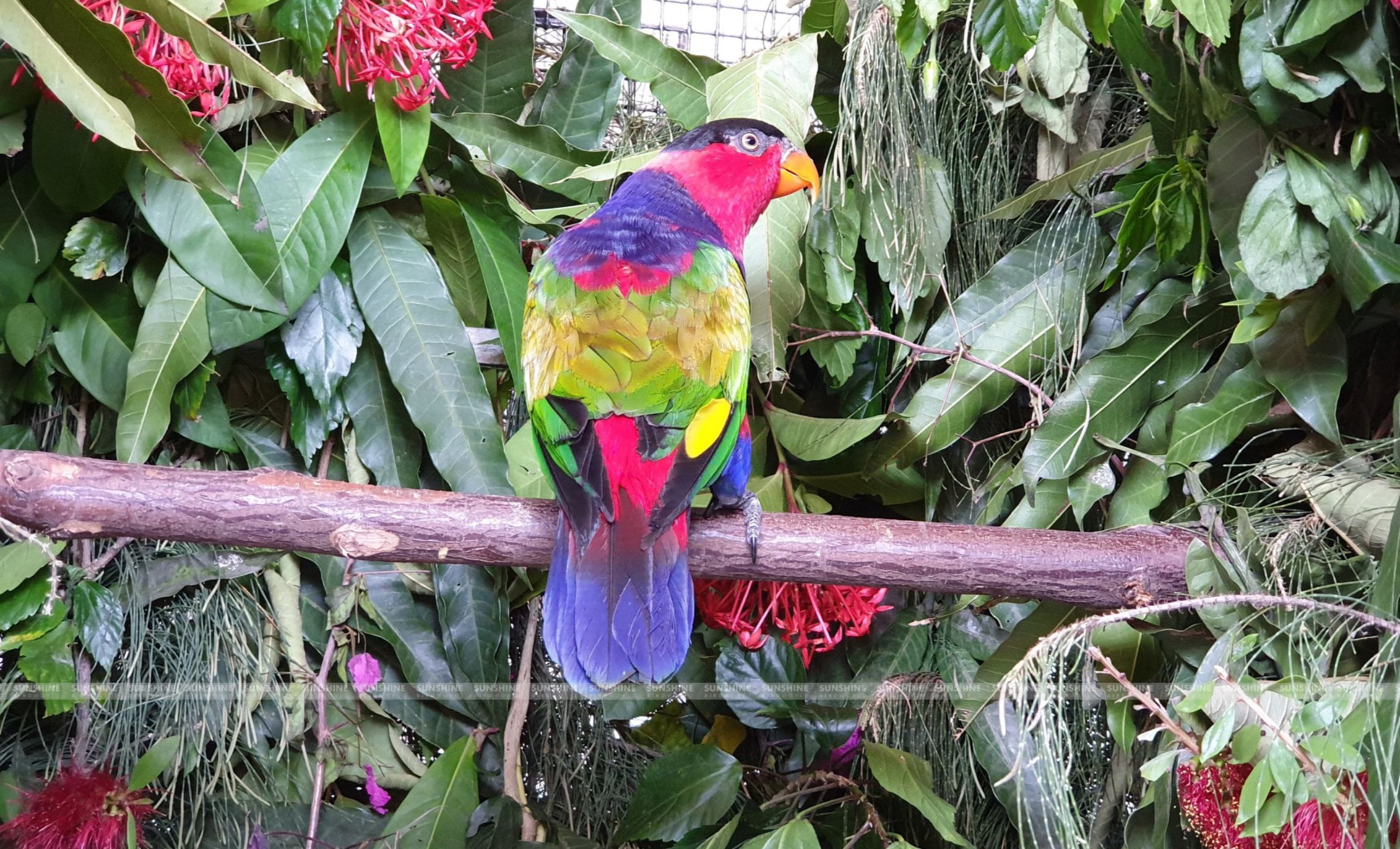 Our Breeds/ Lories, Lorikeets and Loriculus