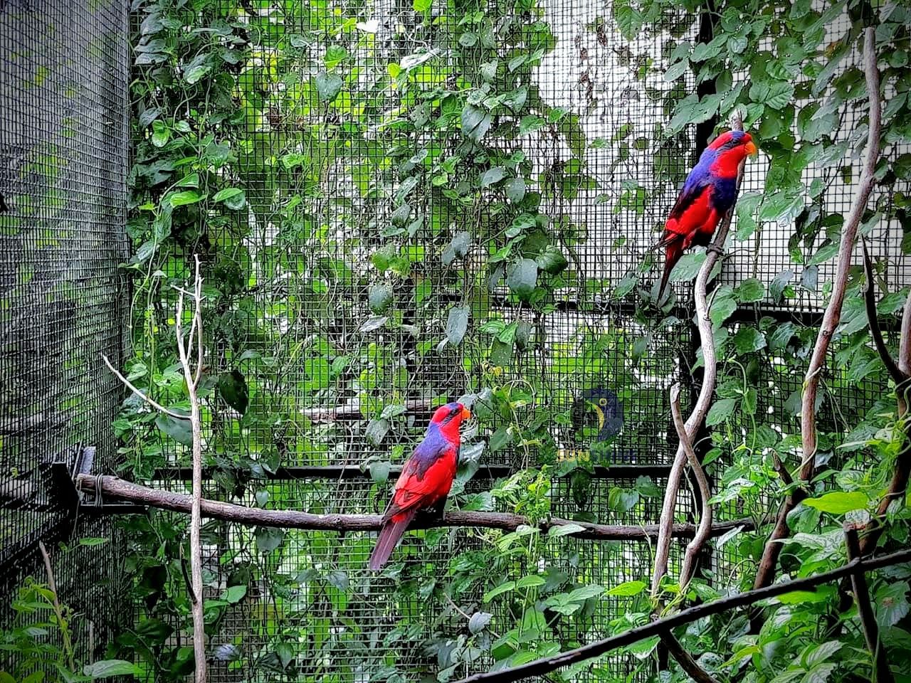 The Talaud Red & Blue Lory