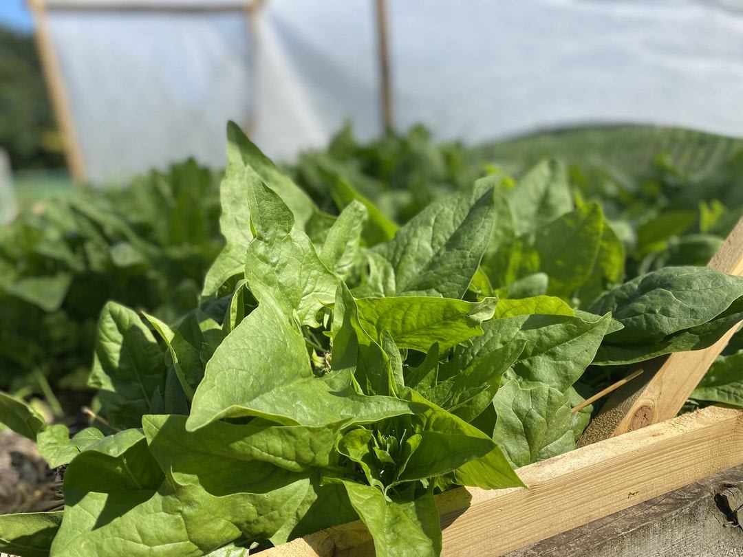 Is organic food better for your health?