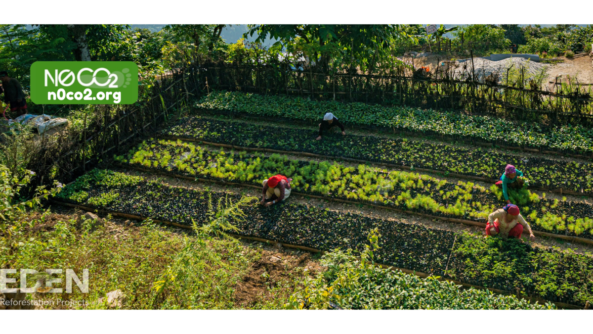 Planting Trees Transforms Lives!