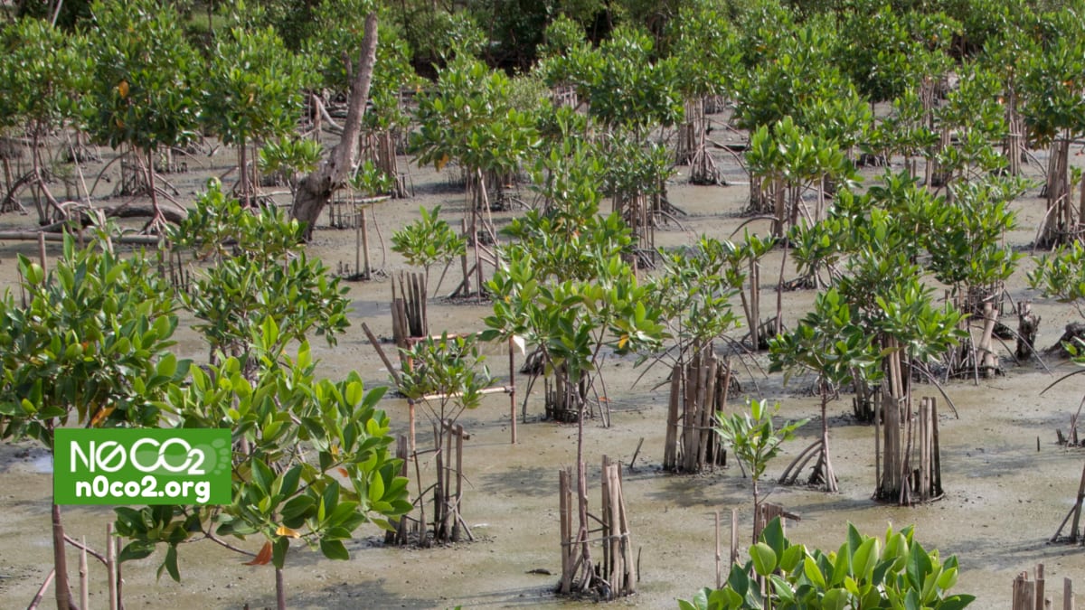 We’re now planting 100% Mangroves in Madagascar!