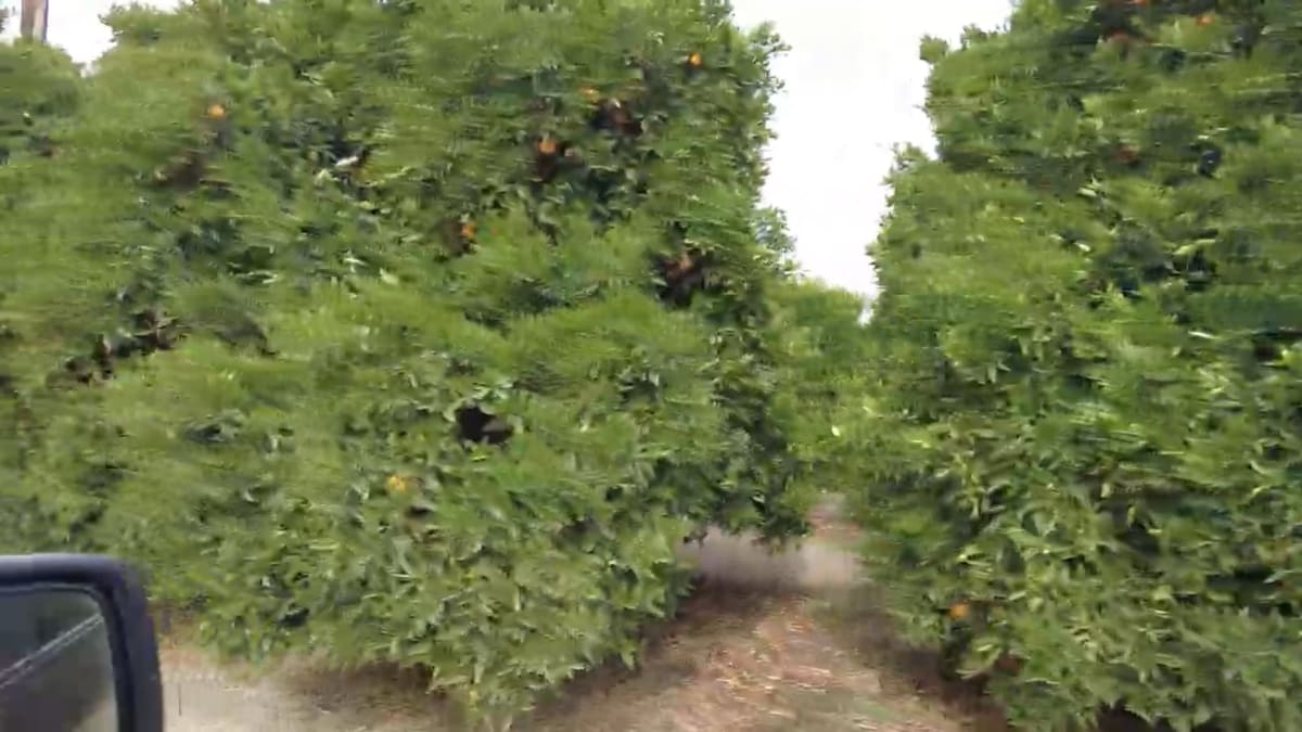 Valencia Orange Trees 2021