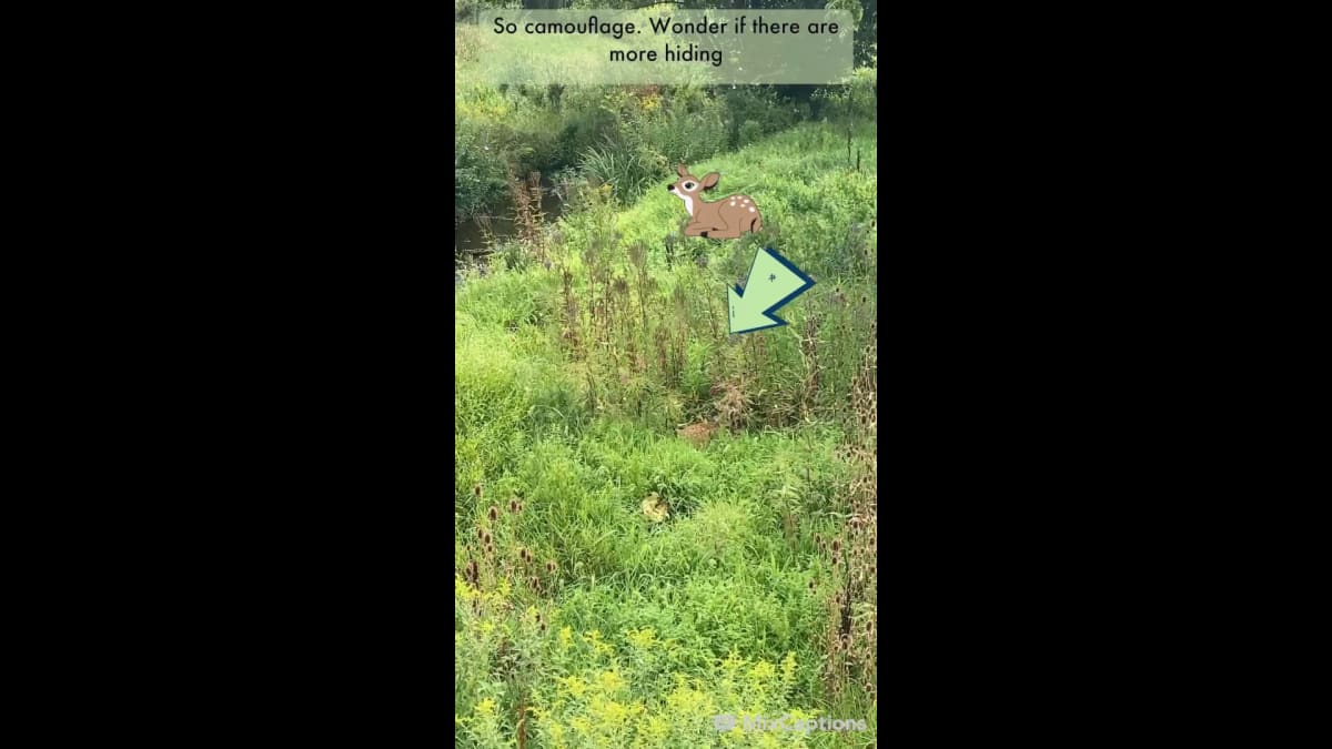 🦌 Are you present enough to see signs? Deer! 08-18-2021