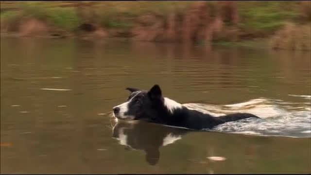 Mist Sheepdog Tales - Season 1 - Fern's Forte