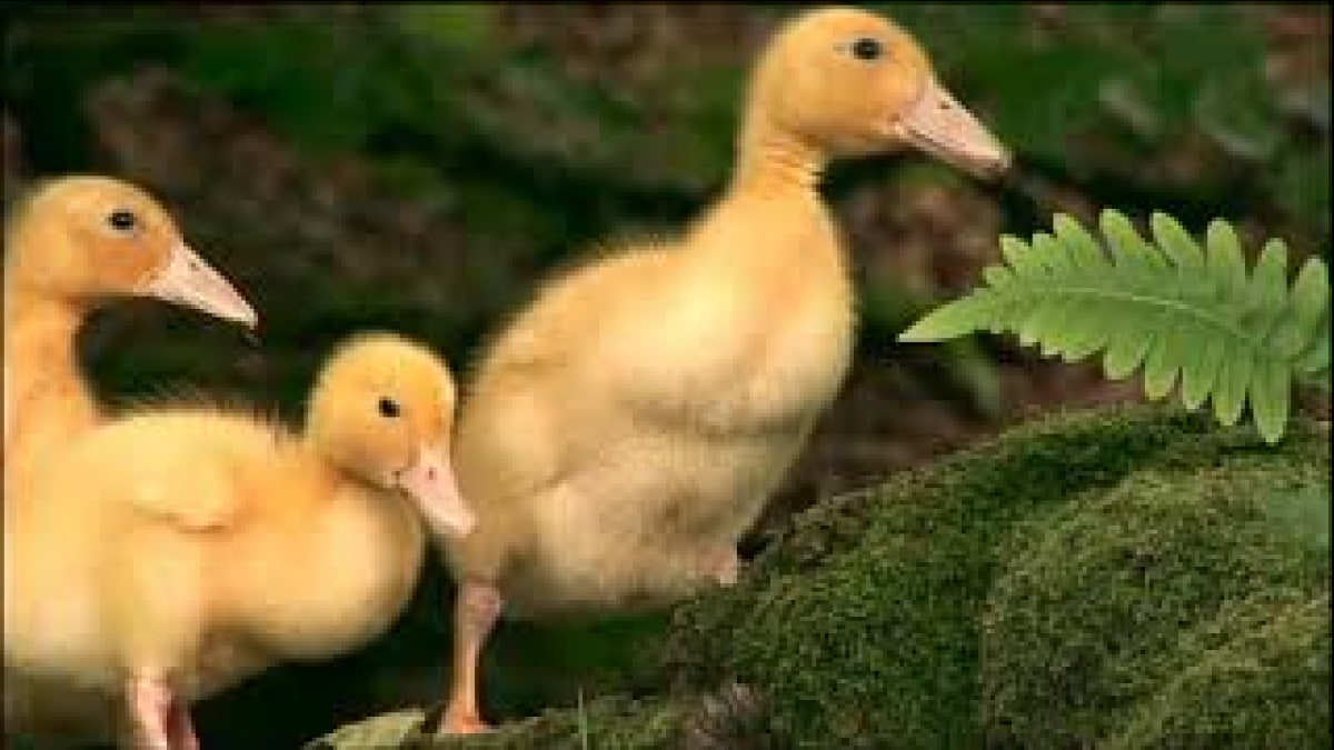 Mist Sheepdog Tales - Season 2 - Pride & Joyce