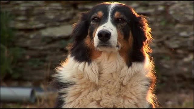 Mist Sheepdog Tales - Season 2 - Top Dog