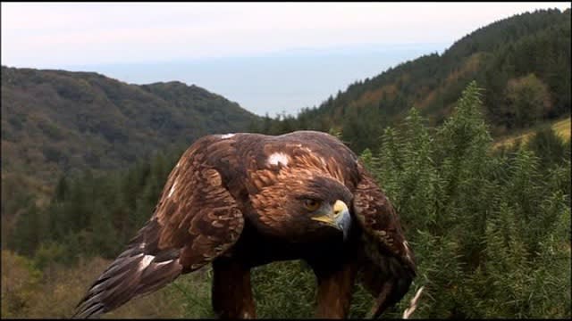 Mist Sheepdog Tales - Season 2 - The Lamb Who Cried Eagle